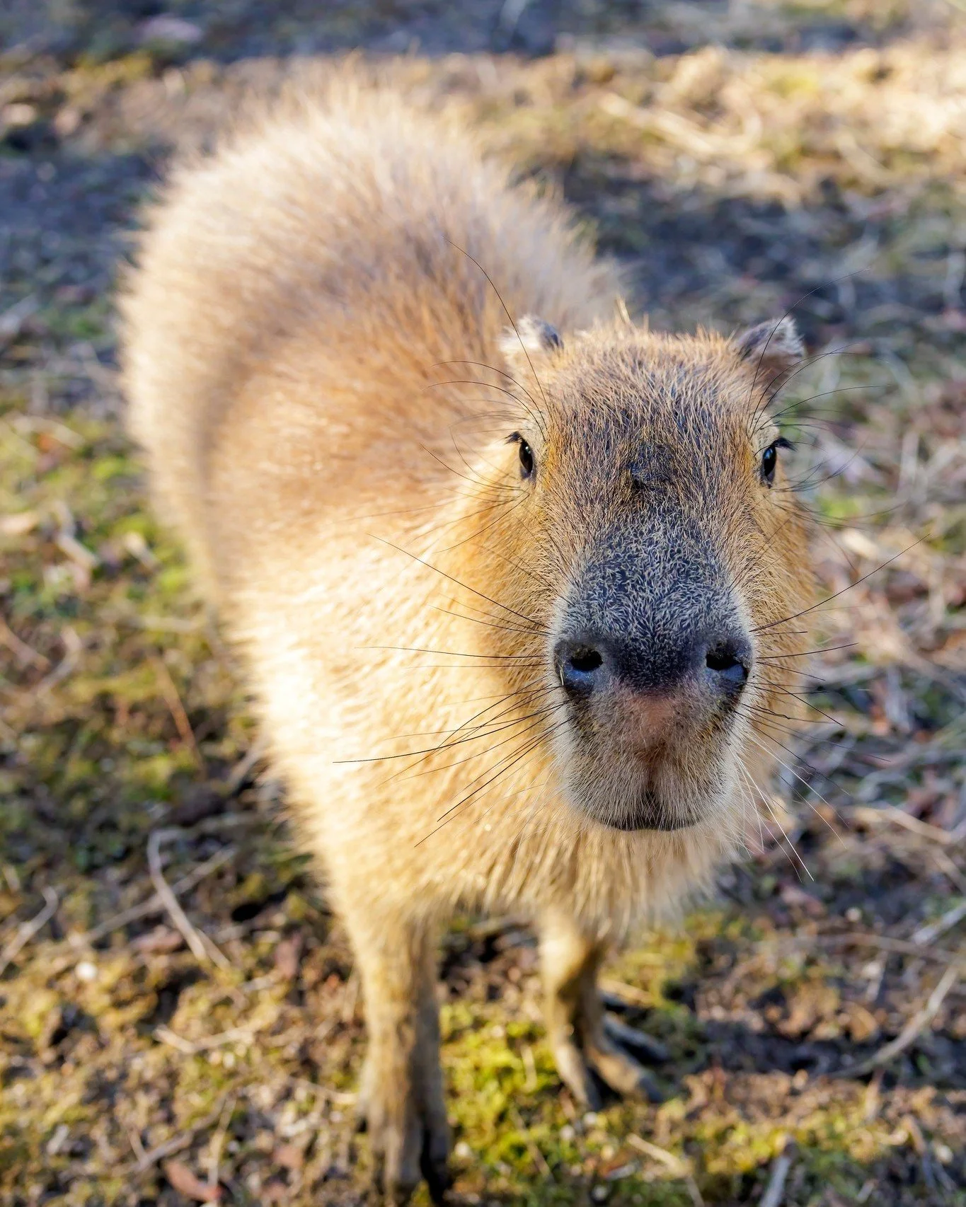 New dates added to February's 2026 calendar for Capybara, Wallaby &amp; VIP Tour Encounters. 🦘 Weekends only by appointment only. 

Purchase tickets with the link on our profile page! 🎟

All encounters and tours must enter through the Service Entra