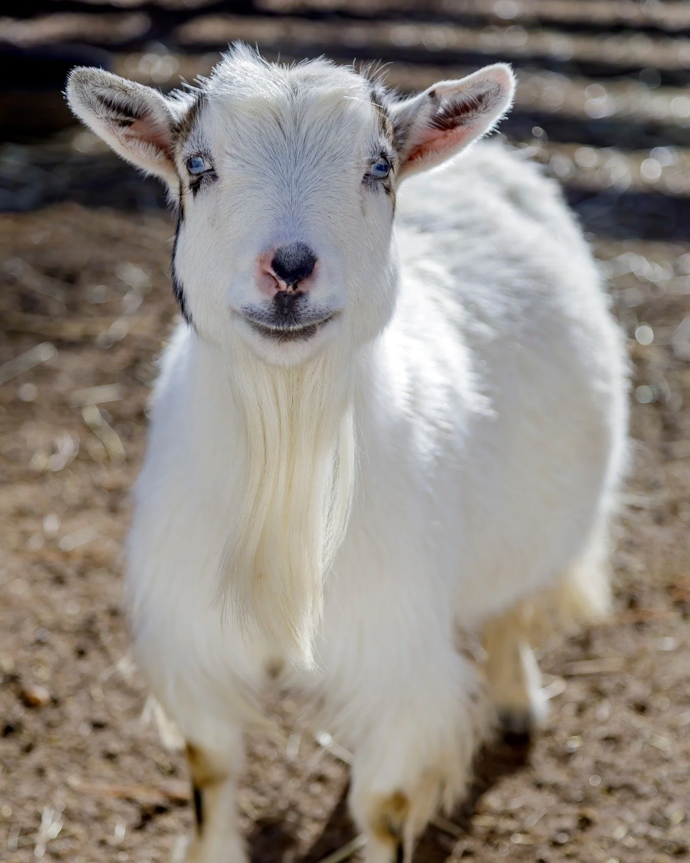 We will be open for school winter break from Monday, February 16th thru Friday, February 20th from 10am to 3pm and we will be open for Capybara and Wallaby Encounters. (weather permitting.) 👏

Weekends will remain encounters only by appointment! (we