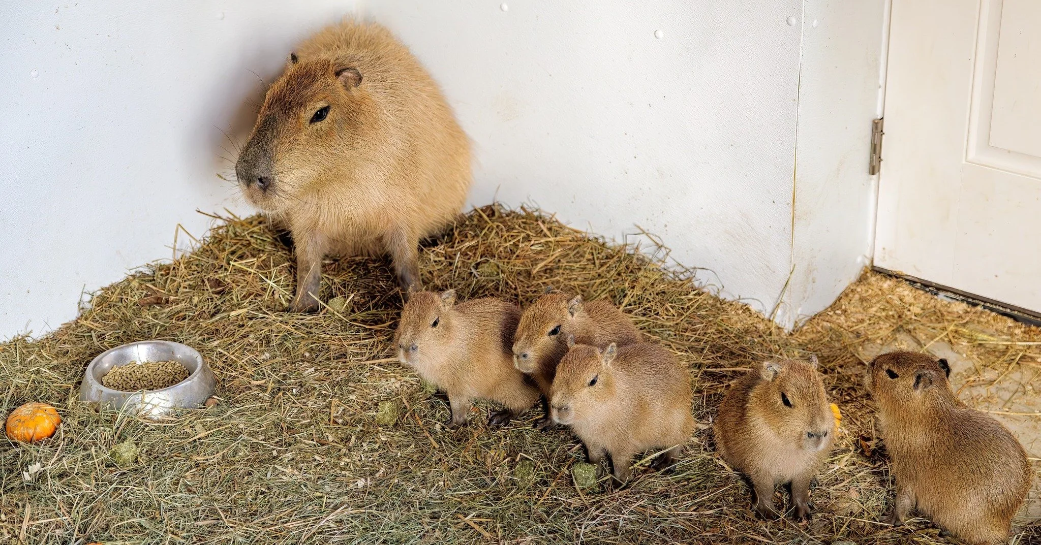 We&rsquo;ve officially chosen the names for our adorable capybara pups! 🧡

Meet the newest members of our family- Tater Tot, Nutmeg, Brownie, Rascal and Scout! The winners are currently being notified! A big congratulations to all participants and w