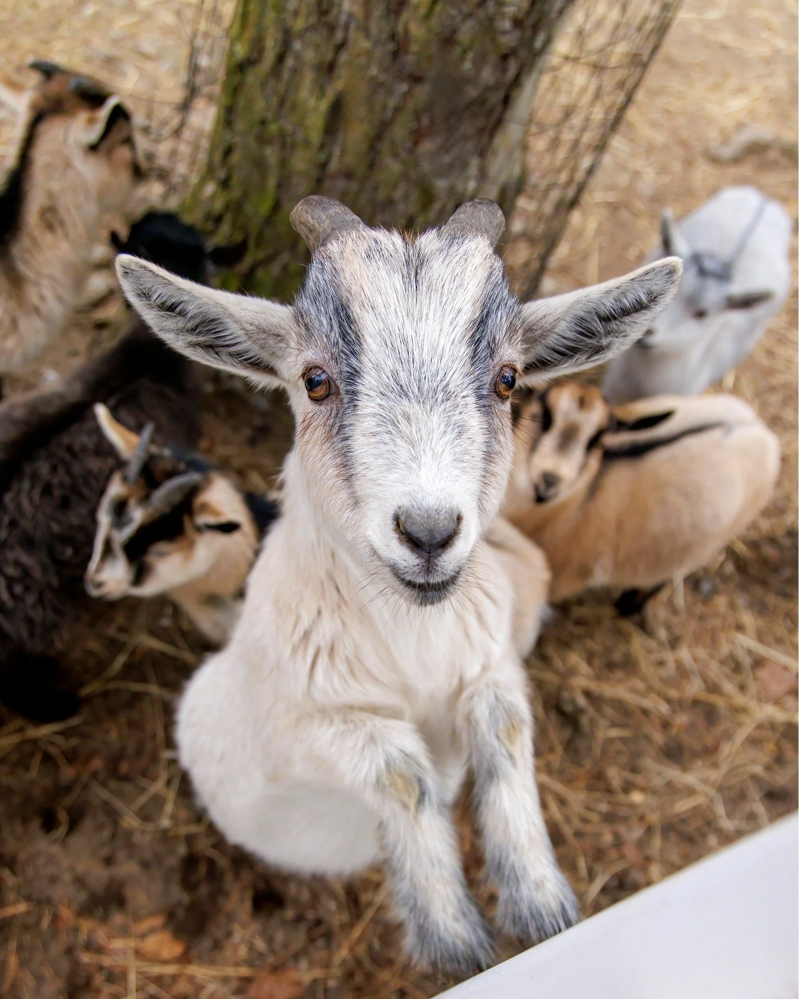 We are open this winter season for VIP Tours, Capybara &amp; Wallaby Encounters! 🦘

Register with the link on our profile page! 🔗

We are closed to the public. We are open for anyone who has booked a VIP Tour or Encounter. Please come to our Servic