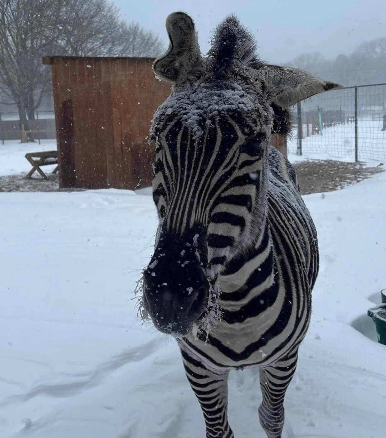 We still have spots available for Winter Camp! ❄️ Join us for a three day adventure, where campers get up close with wildlife, explore the wonders of our local environment, and experience the beauty of the season. 🦌

Register with the link in our bi
