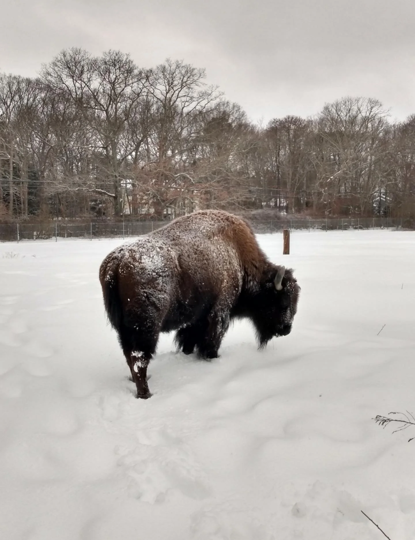 The park feels so special covered in snow! 🦬❄️🦓 We hope you all made it through the storm safely. The animals are enjoying the change! 🌨️

Thank you to our zookeepers for sharing these photos! 📸

📞 Phone 📞
631-878-6644

🔗 Website 🔗
www.longis