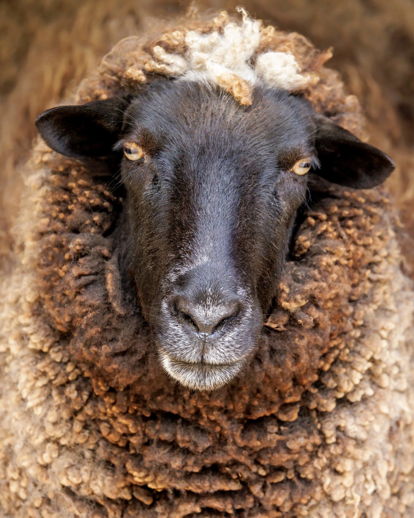Weather Closure Notice ❄️ Because we value your safety and the safety of our animals, we will be closed due to inclement weather this weekend (January 31 &ndash; February 1).

If you have a tour or encounter scheduled during this time, our team will 
