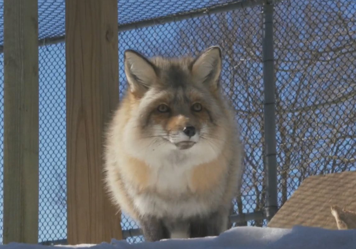Our resident Red Foxes have been enjoying the snow! 🦊❄️ Stanley and Yukon have been playing all week in their snowy enclosure and sleeping in their cozy den.

Foxes thrive in the winter by growing dense fur coats and  using their thick tails as blan