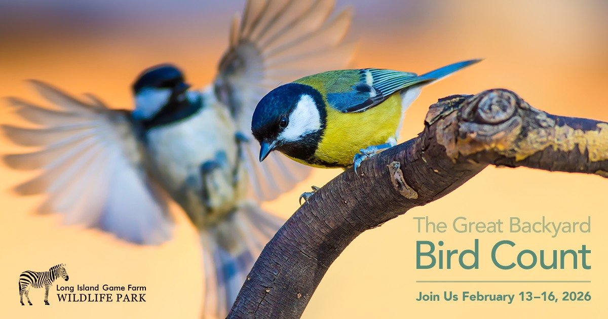 Join the Great Backyard Bird Count! 🦅🪶👀 

February 13th - 16th, take part in a worldwide birdwatching adventure at The Long Island Game Farm! Your bird sightings help scientists track species, study migration patterns, and protect bird habitats. ?