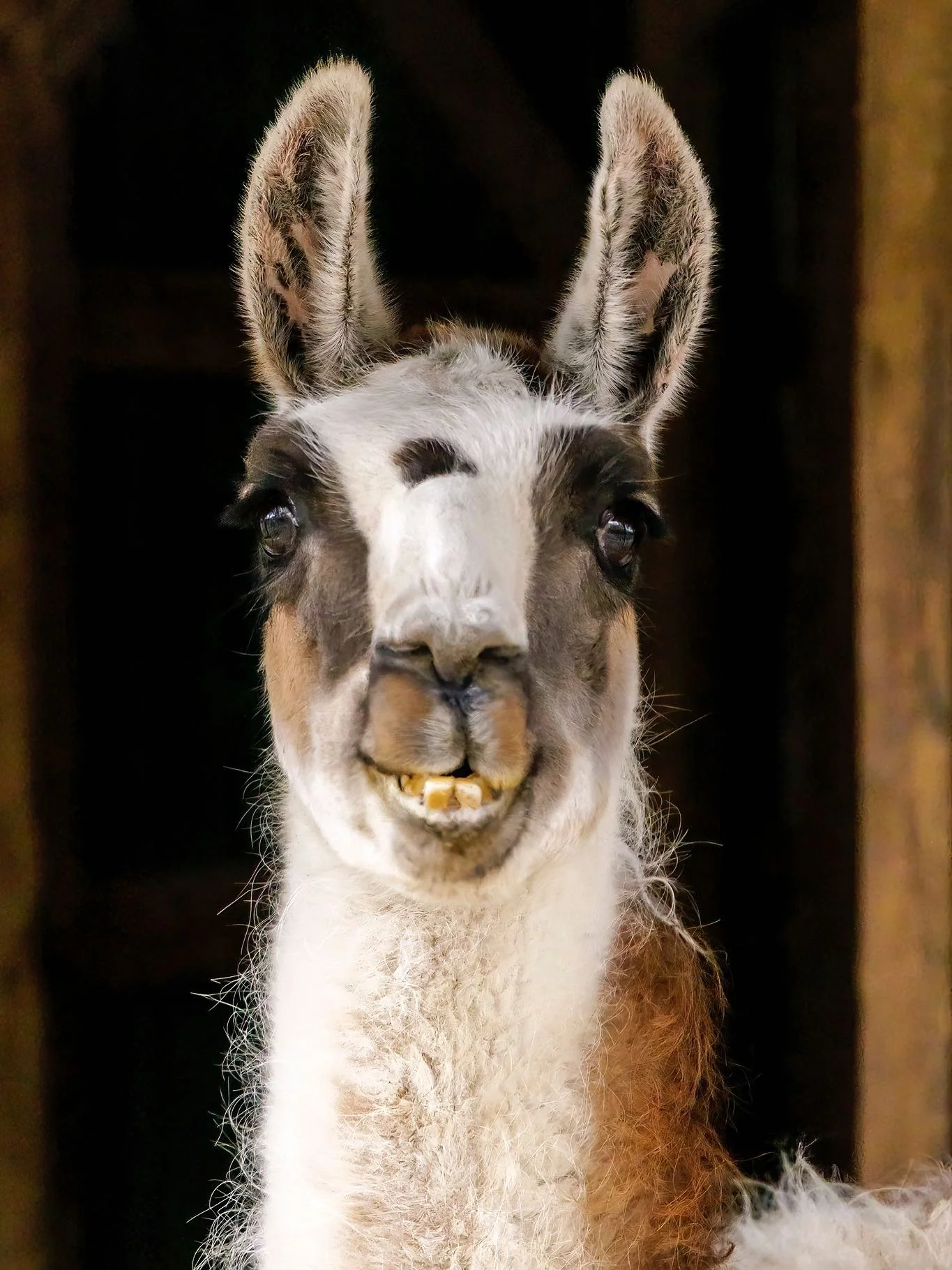 Due to the inclement weather all encounters/tours during the weekend of 2/7 thru 2/8 will be rescheduled. 💚 If you have a tour/encounter scheduled, we will be in touch about rescheduling. Thank you for your patience and stay safe! 

📞 Phone 📞
631-