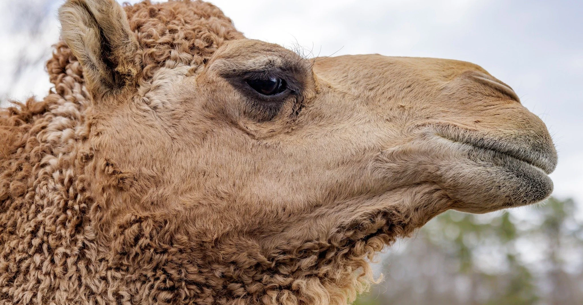 Just our camels enjoying a Wednesday! 🐪✨

They started growing their thick winter coats at the end of summer, and by spring, our animal care team will help them shed those cozy layers for the warmer days ahead. ⛅️

📞 Phone 📞
631-878-6644

🔗 Websi
