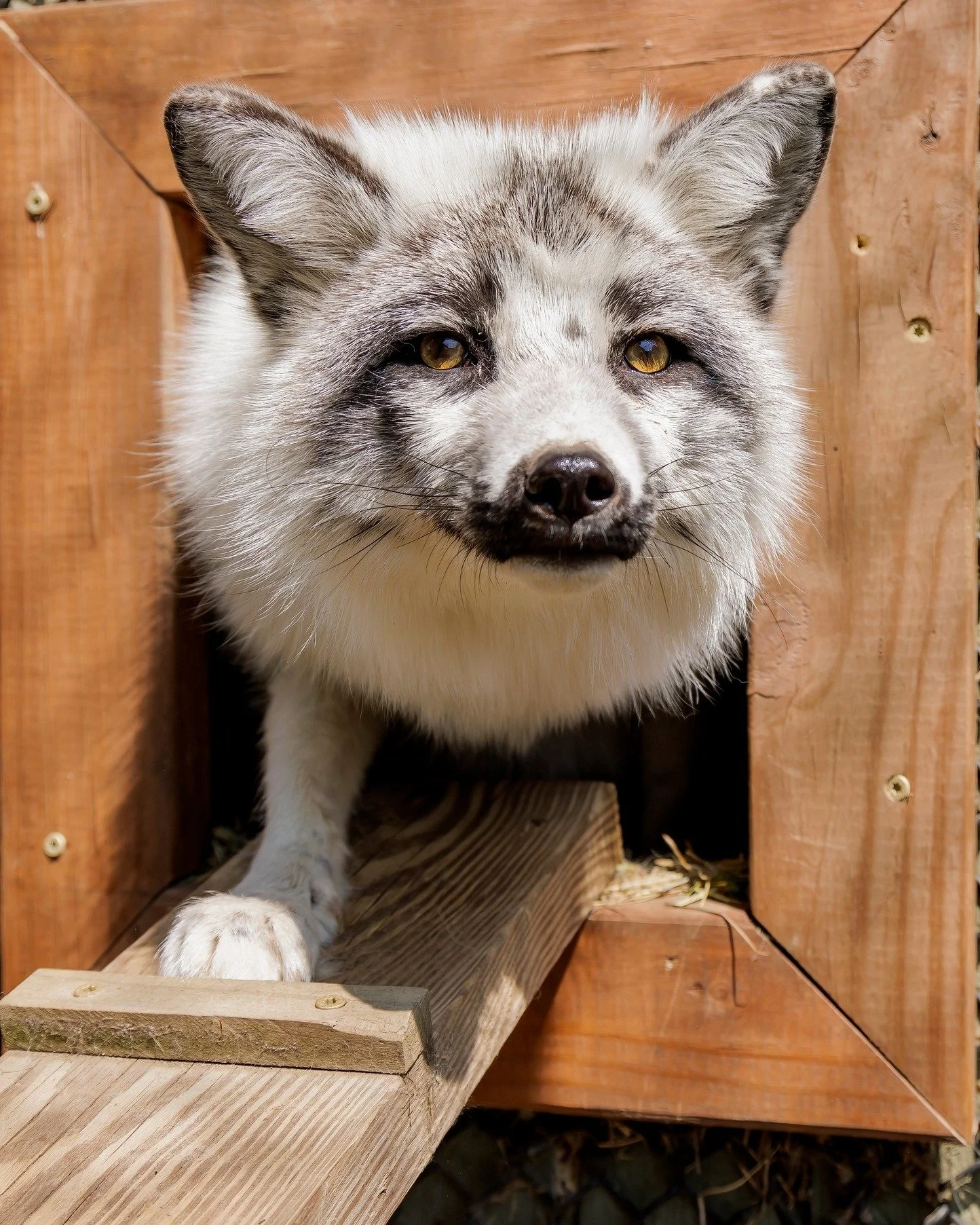We will be OPEN to the general public during school break from February 16th to February 20th, 10 a.m. to 3 p.m., featuring Capybara &amp; Wallaby Encounters. 🦘👏

Currently open Saturdays and Sundays (weather permitting) for Encounters &amp; VIP To