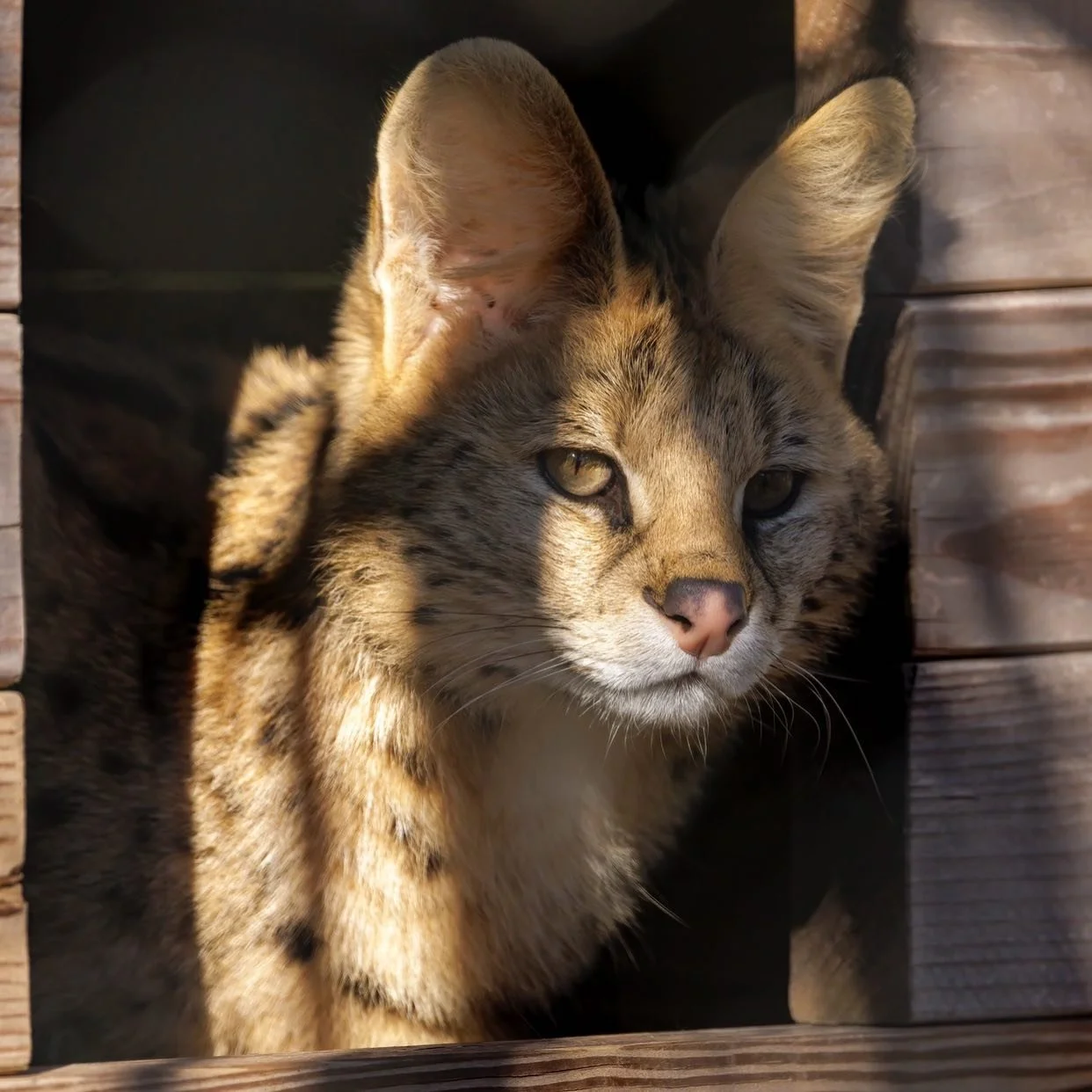 Happy Valentine&rsquo;s Day from our animal friends! 💘 Wishing you all a day filled with love. 💞

Just a reminder we will be OPEN to the general public during school break from February 16th to February 20th, 10 a.m. to 3 p.m., featuring Capybara &