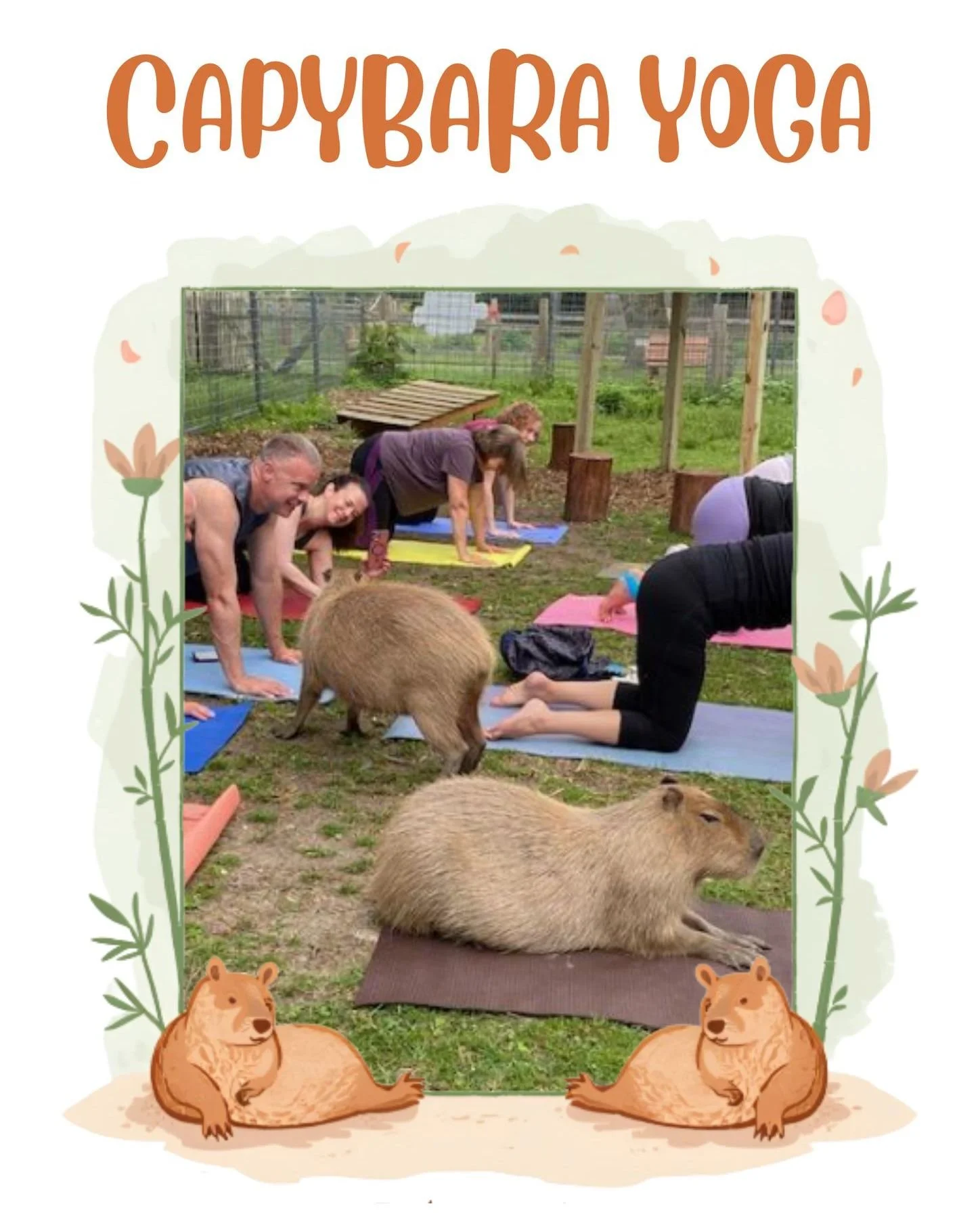 Capybara Yoga at the Long Island Game Farm! ✨

More dates have been added, don&rsquo;t miss the chance to stretch, breathe, and unwind alongside the world&rsquo;s friendliest rodents. A gentle and relaxing yoga session suitable for all levels. 🌿

Re