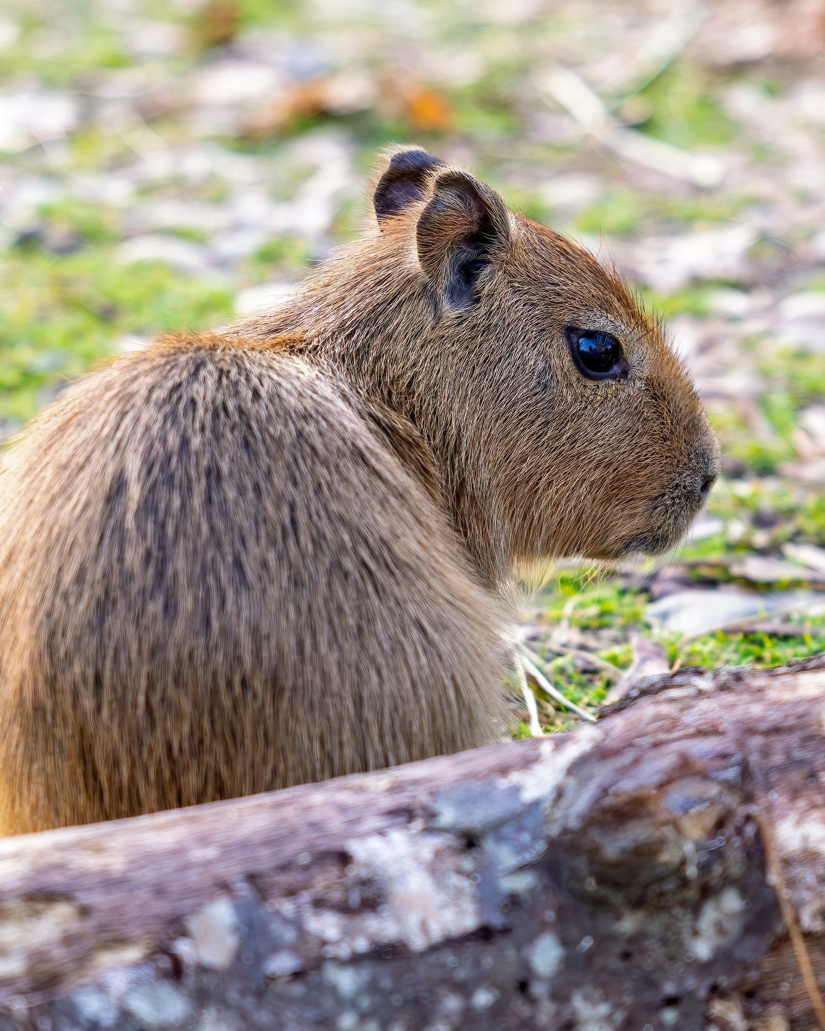 We are OPEN to the general public during SCHOOL BREAK until February 20th, 10 a.m. to 3 p.m., featuring Capybara &amp; Wallaby Encounters. 🧡

Explore Encounters with the link in our bio! 🔗

📞 Phone 📞
631-878-6644

🔗 Website 🔗
www.longislandgame