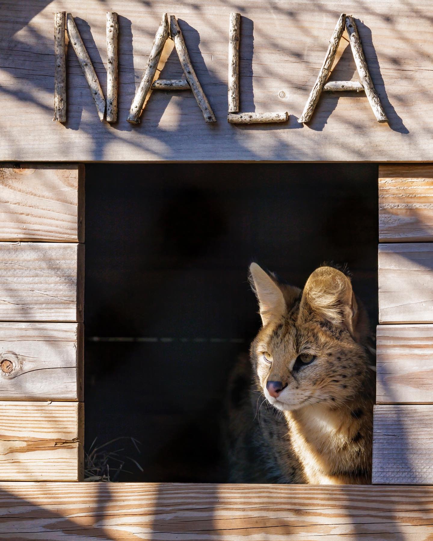 Celebrating 8 Years of Nala the African Serval! 🐆

Today we mark a special milestone for Nala. Rehomed to us years ago during the global shutdown, Nala has spent her time with us becoming a powerful voice for her species!

Through her story, we cont