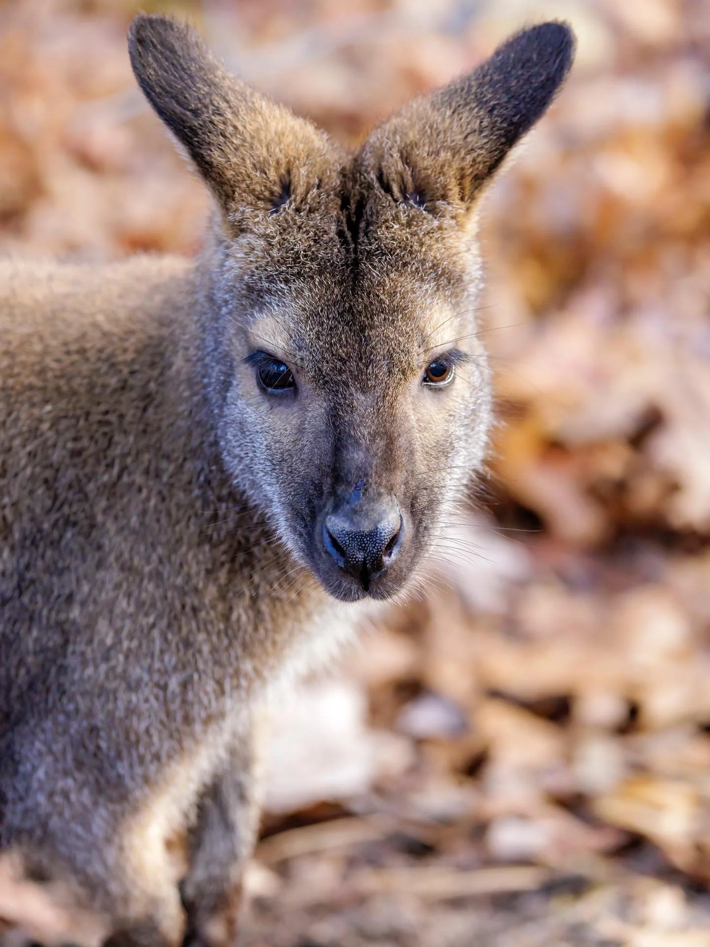 All encounters this weekend, please enter through the service entrance! 🧡 Due to the snowy and muddy conditions please park safely in front of the white house.

Thank you! 🦘

📞 Phone 📞
631-878-6644

🔗 Website 🔗
www.longislandgamefarm.com

📍 Lo