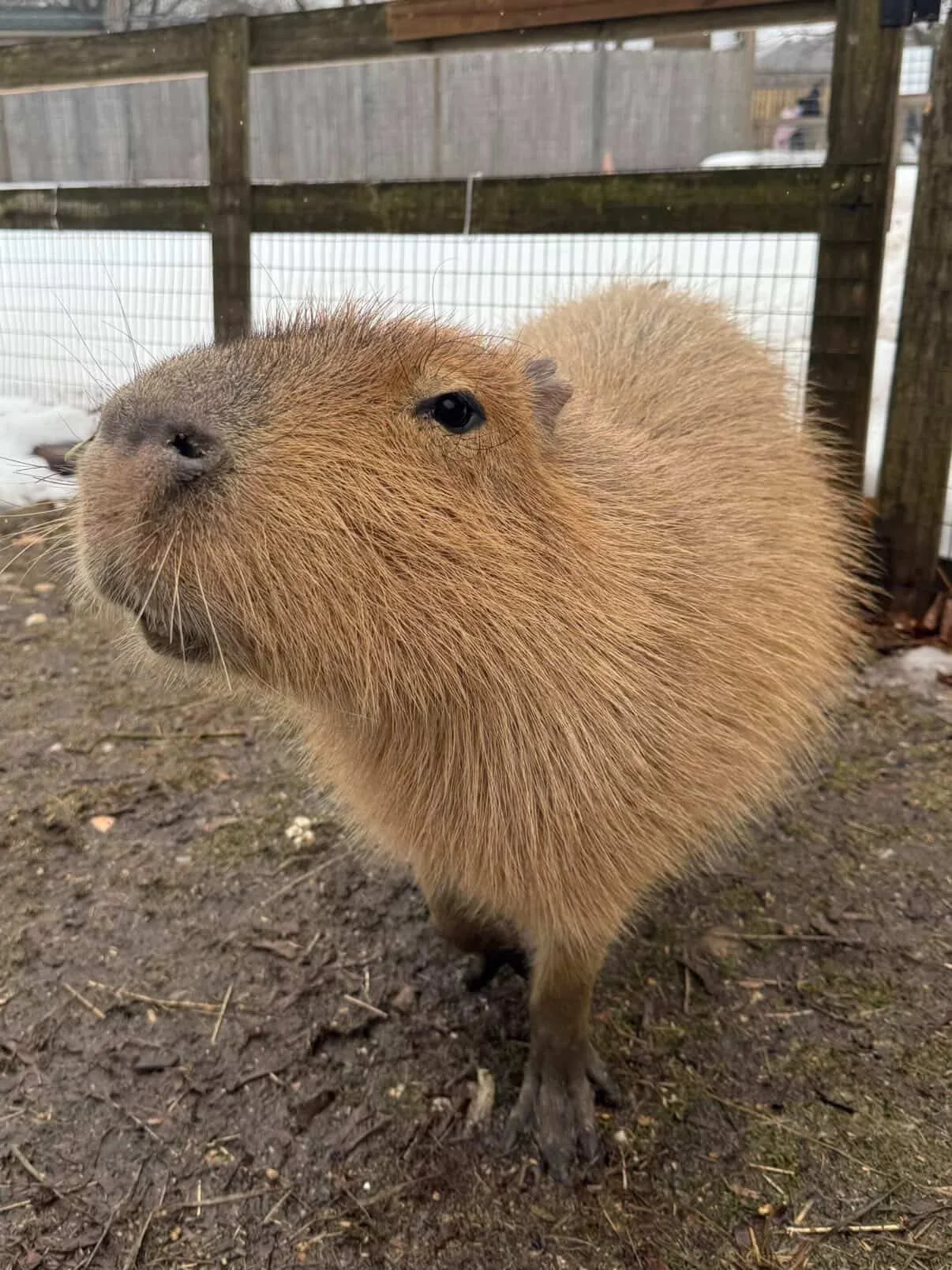 We will be open next Friday, Saturday and Sunday to the public, March 20th-22nd. 🌱 (weather permitting)

Enjoy a special discounted admission of $20 plus tax each to welcome spring! 💚

📞 Phone 📞
631-878-6644

🔗 Website 🔗
www.longislandgamefarm.