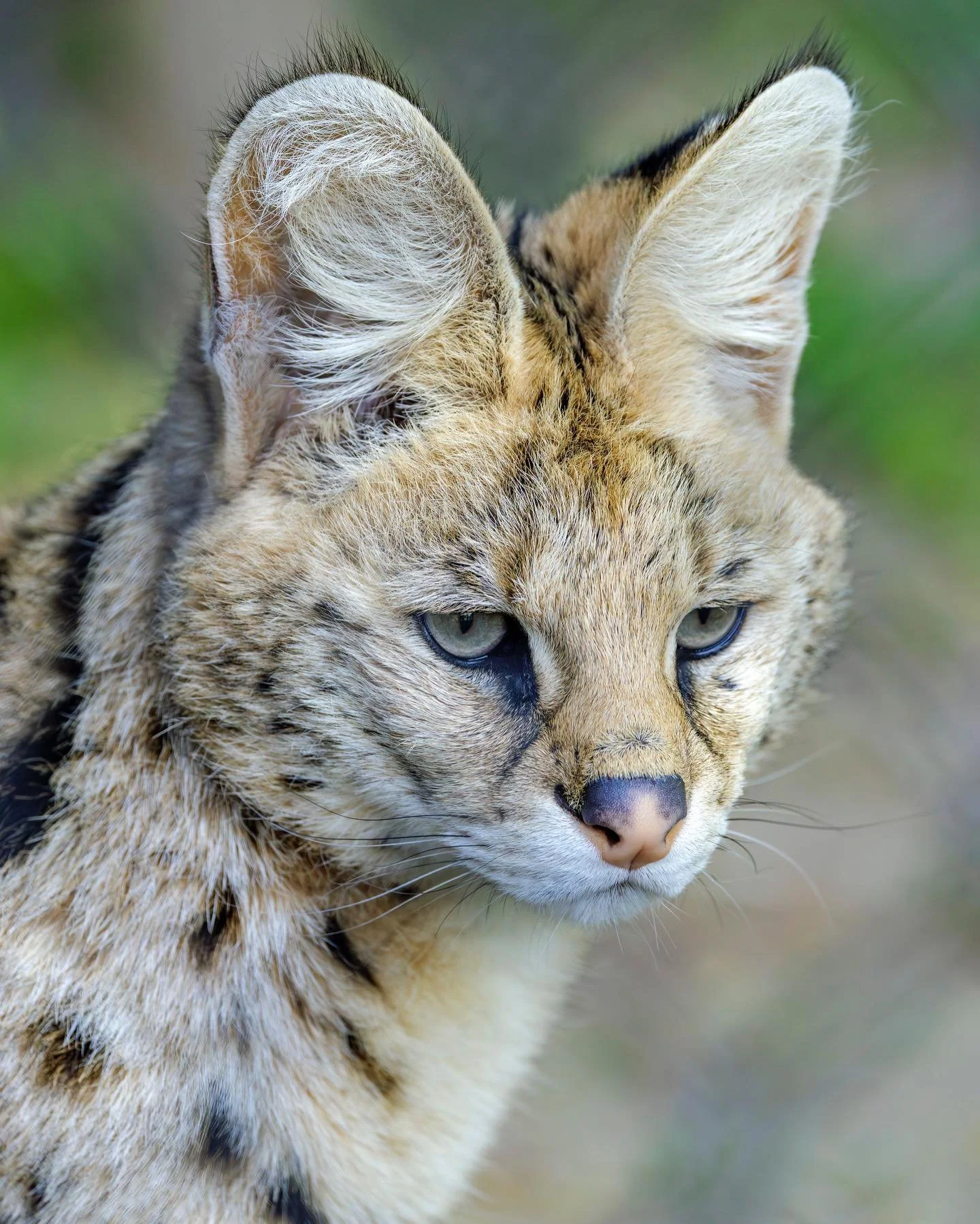We hope to see you this weekend! This Friday, Saturday and Sunday we will be OPEN to the public, March 20th-22nd! 🐅 (weather permitting) 10am - 4pm

To welcome spring we have a special discounted admission of $20 plus tax each! 💚 Our ticket booth i