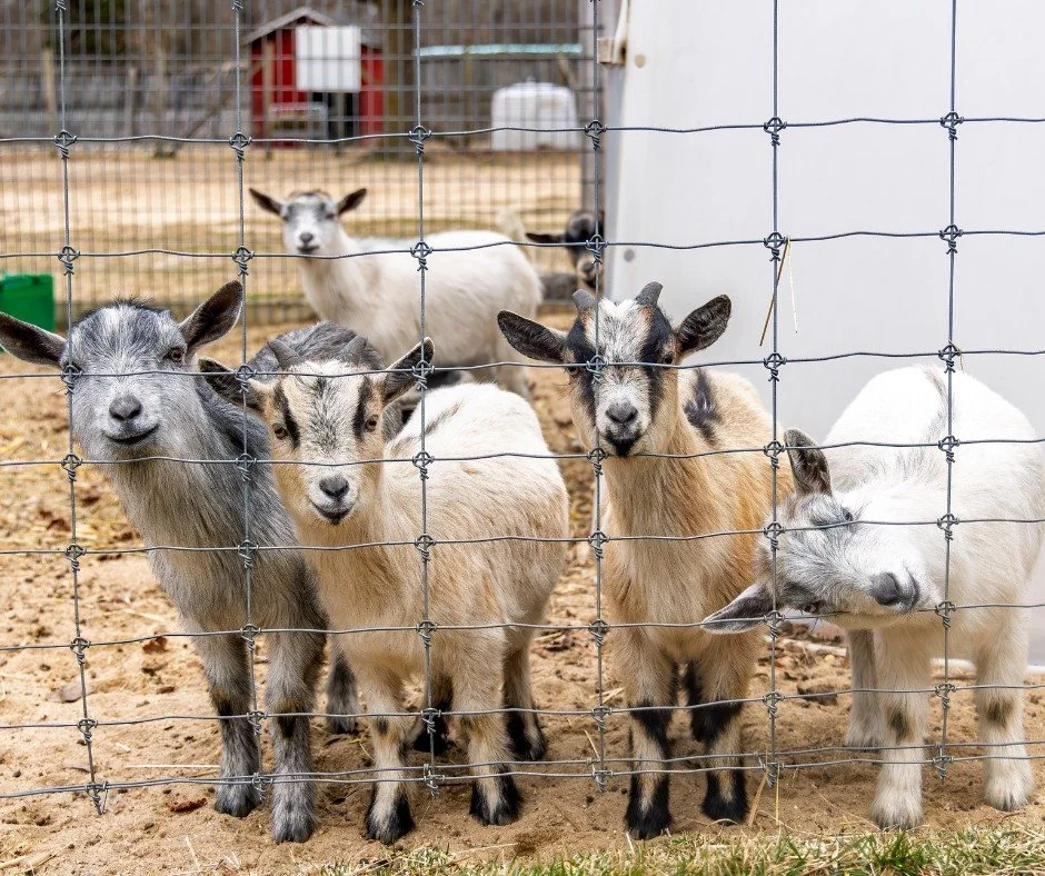 It's going to be a beautiful weekend at the park! ☀️ Saturday and Sunday we will be OPEN to the public, March 21th-22nd! (weather permitting) 10am - 4pm!

To welcome spring we have a special discounted admission of $20 plus tax each! 🐐  Our ticket b