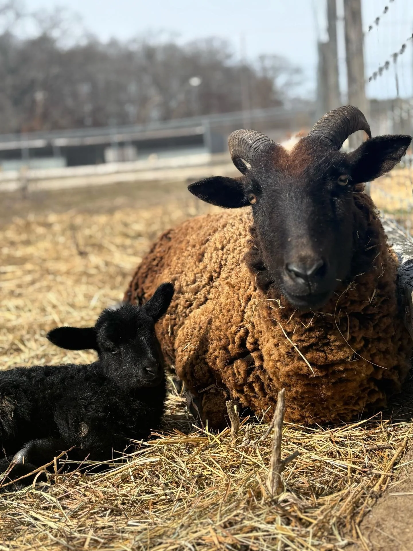 Welcome our spring baby lamb born yesterday mama, is Pecan and baby is Sally Sunflower Seed. 💚

They are currently enjoying some much needed quiet time to bond and rest. They will be able to seen at specific times. 🐑

📞 Phone 📞
631-878-6644

🔗 W