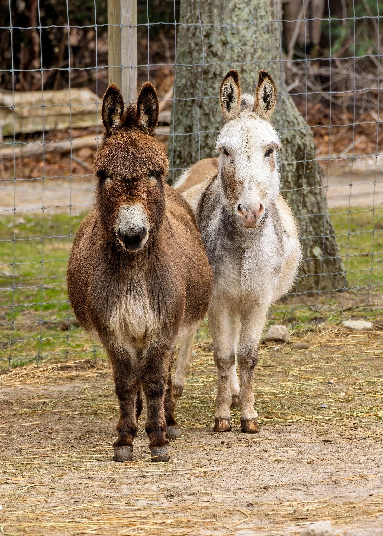 🌿 Spring 2026 Schedule 🌿

March 28 &amp; 29: Tours &amp; Encounters only

April 2&ndash;12: General Admission 10AM&ndash;4PM
Plus, Tours &amp; Encounters all week through 4/12
🚫 Closed April 5 for Easter

After April 12: Tours &amp; Encounters wee