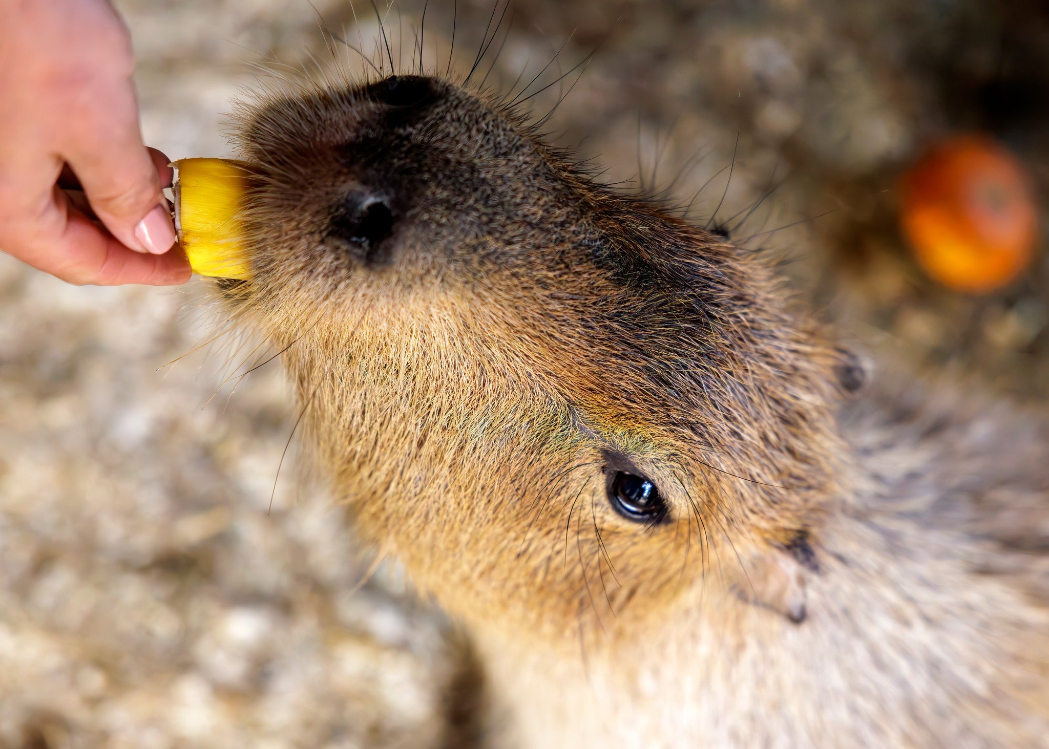 VIP Tour spots are open! Click here: https://www.longislandgamefarm.com/encounters
 
This weekend 3/28 &amp; 3/29 we are open for Tours &amp; Encounters only due to renovations.

📞 Phone 📞
631-878-6644

🔗 Website 🔗
www.longislandgamefarm.com

📍 