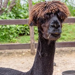 llama at Long Island Game Farm
