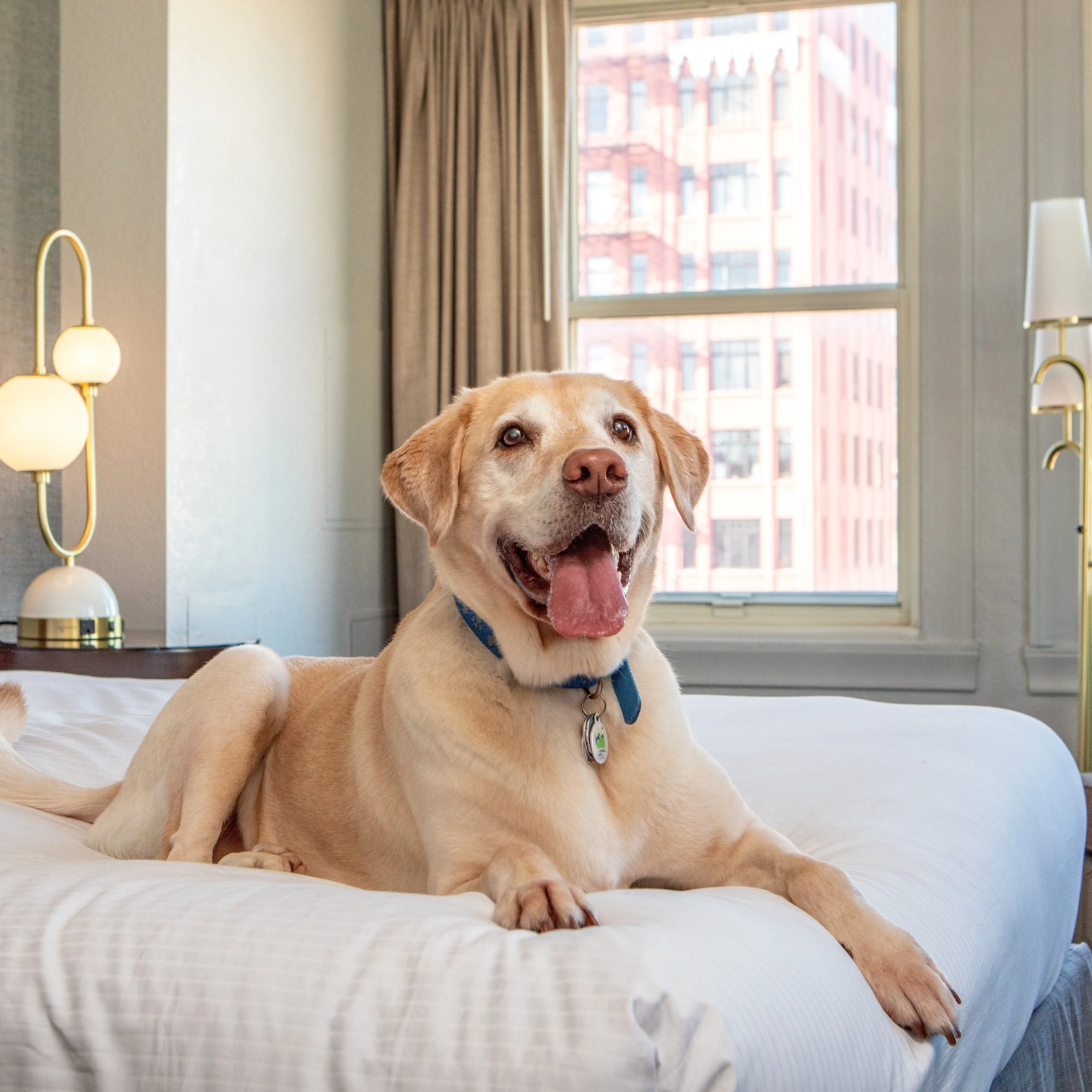 Four-legged travelers welcome. Bring the whole family to your next San Francisco stay.