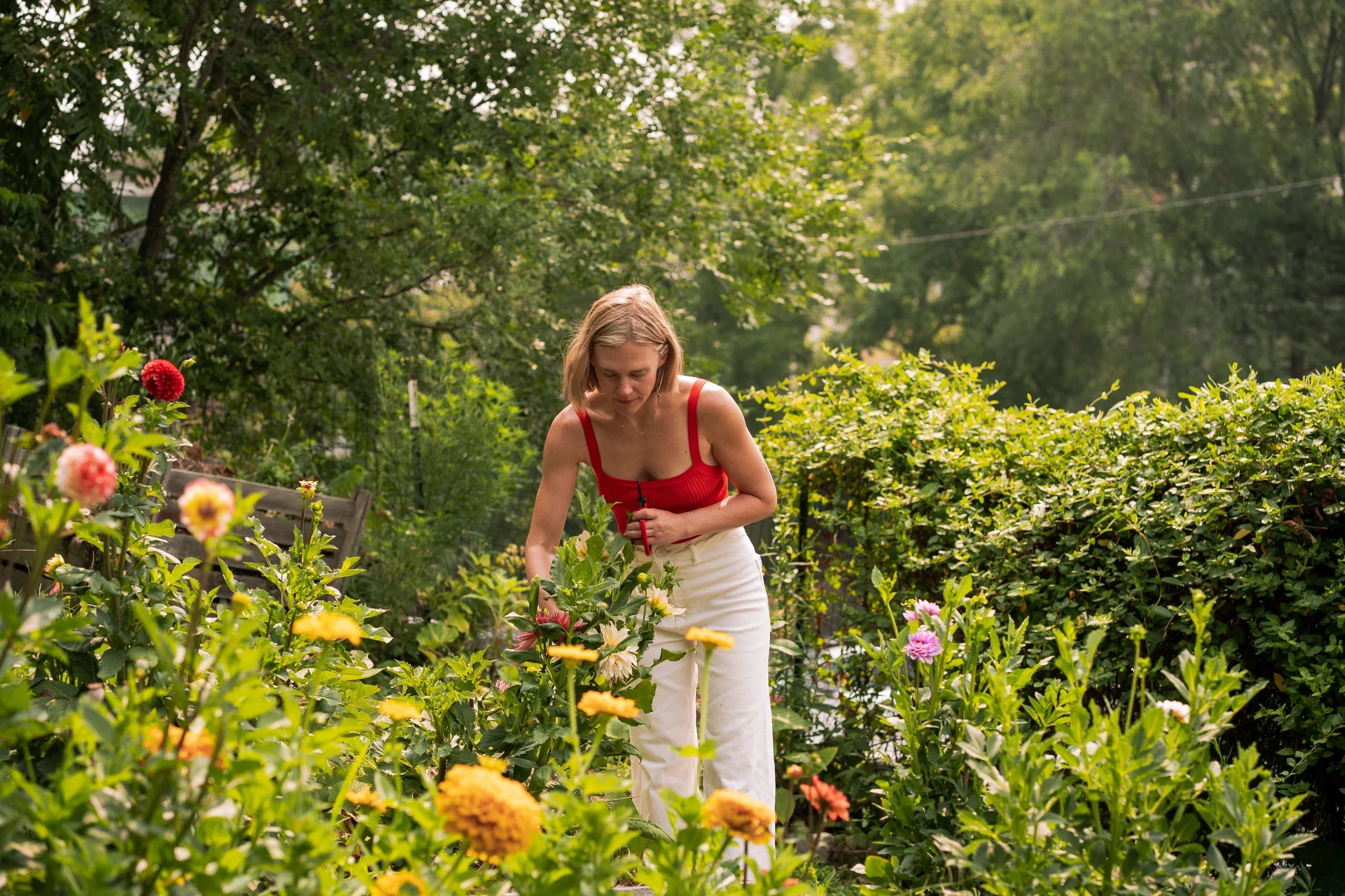 petal to the metal leslie.webp