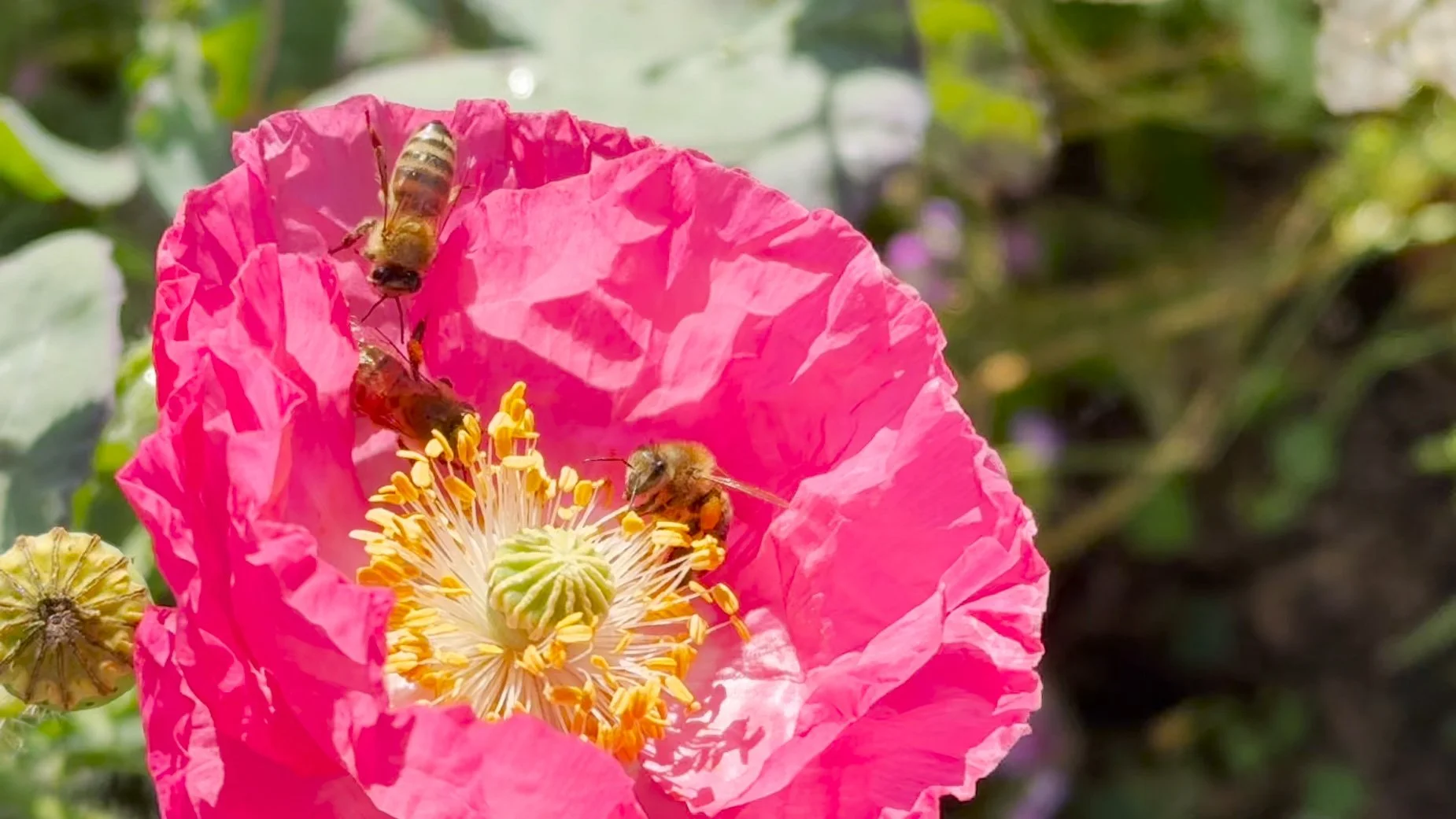 INTRODUCING ~ HONEY HIVE SPA