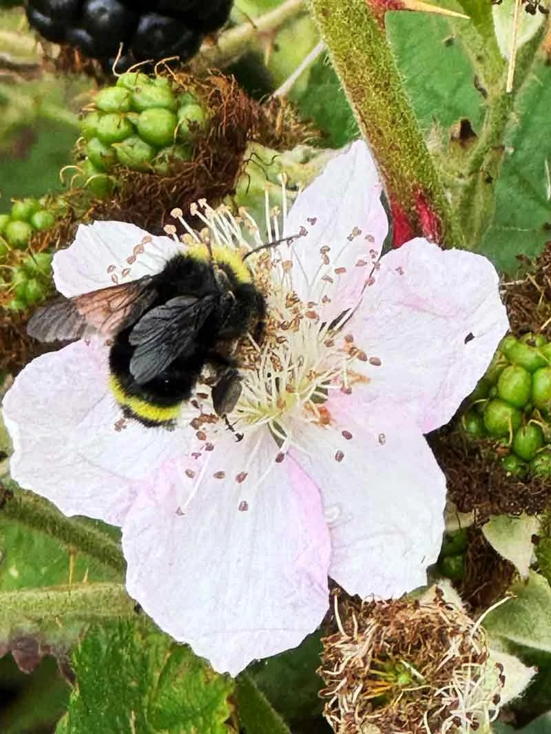 INTRODUCING ~ HONEY HIVE SPA