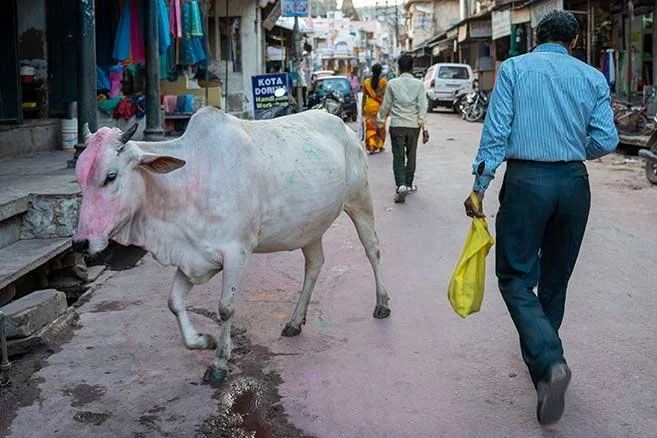 man-walking-next-to-a-cow.jpg