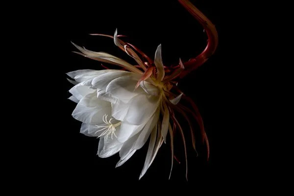 Flower - Queen of the Night