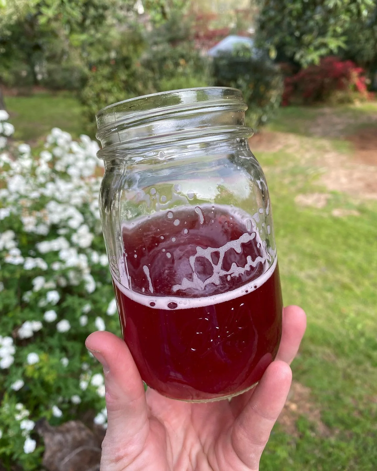 I&rsquo;m back in the kombucha game. What are y&rsquo;all&rsquo;s favorite flavors? This is cranberry and ginger. Fig and basil is one of my favorites.

#kombucha #homebrew #fermentation