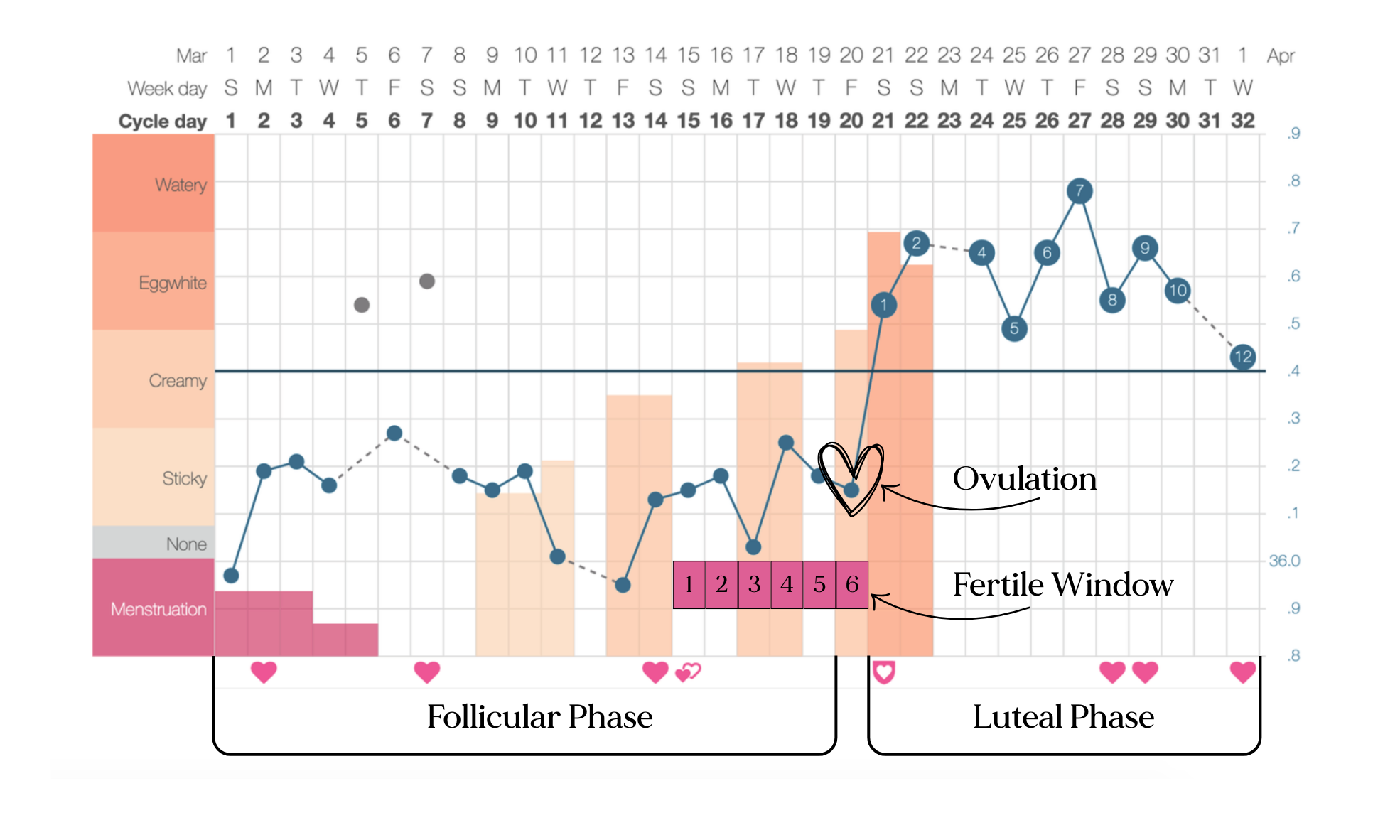 Basal Body Temperature Charting: How to guide for fertility.