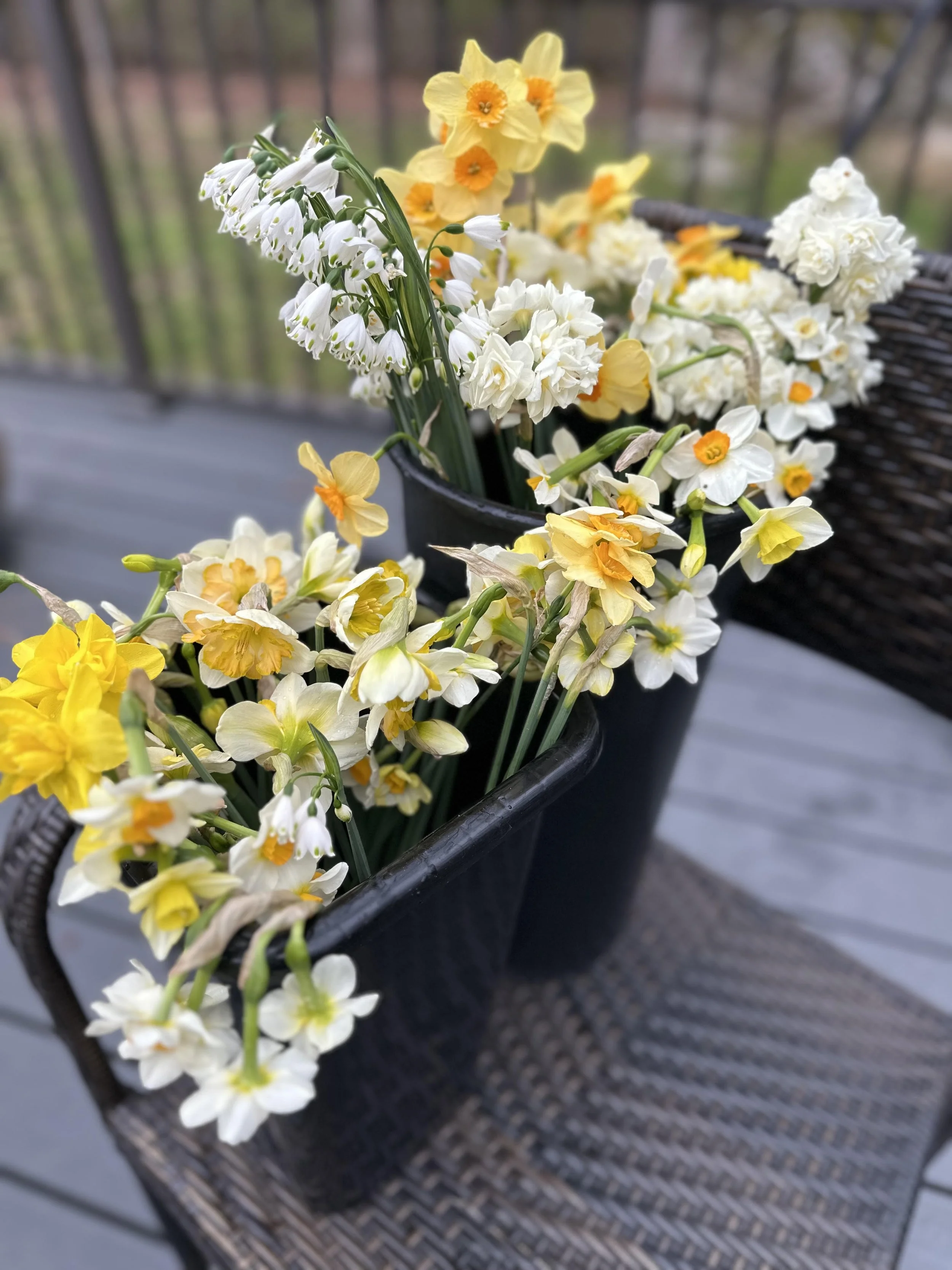 Fancy Daffs and Snowdrops.jpg