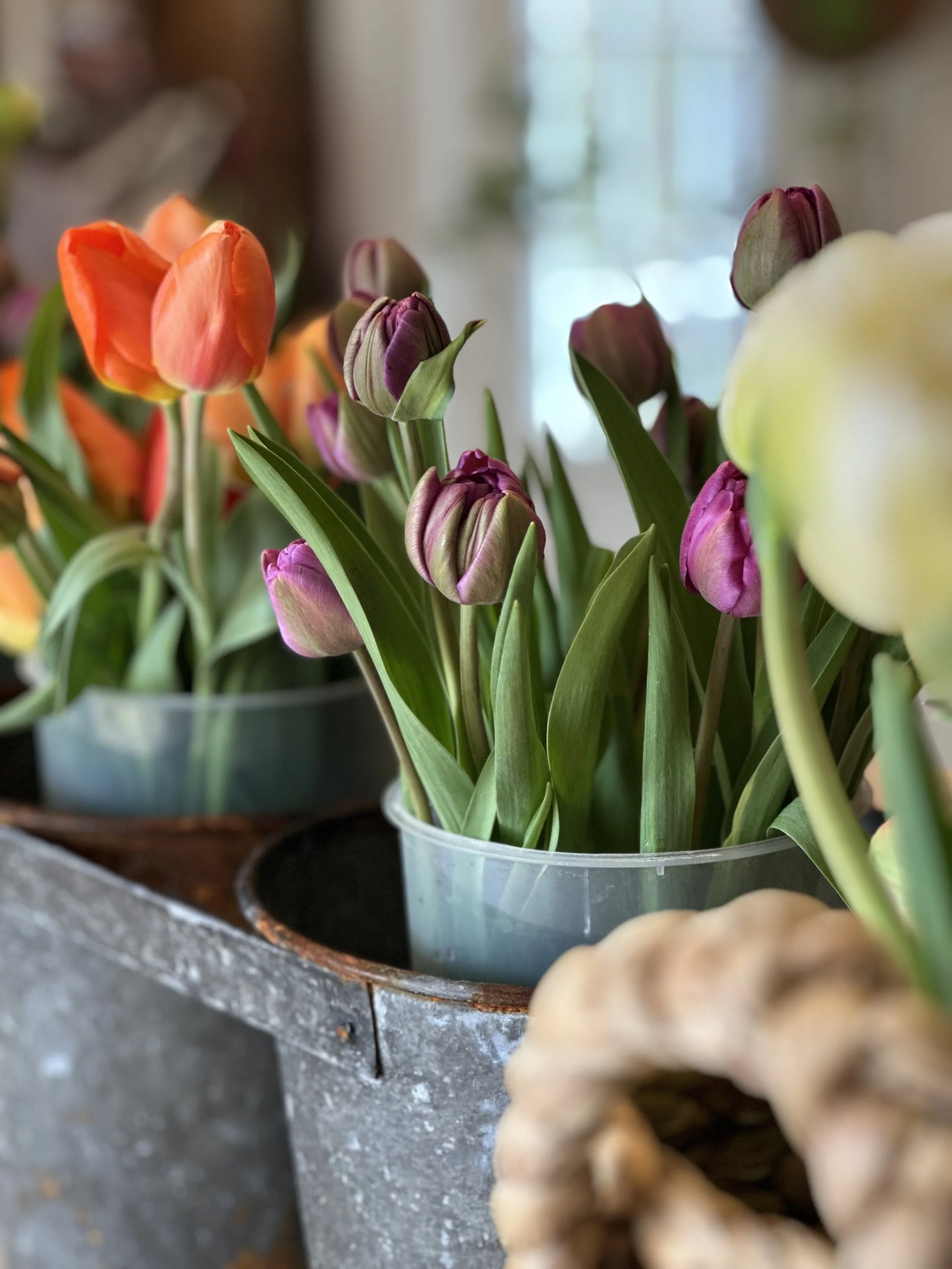 Spring Tulip and Mimosa Bar