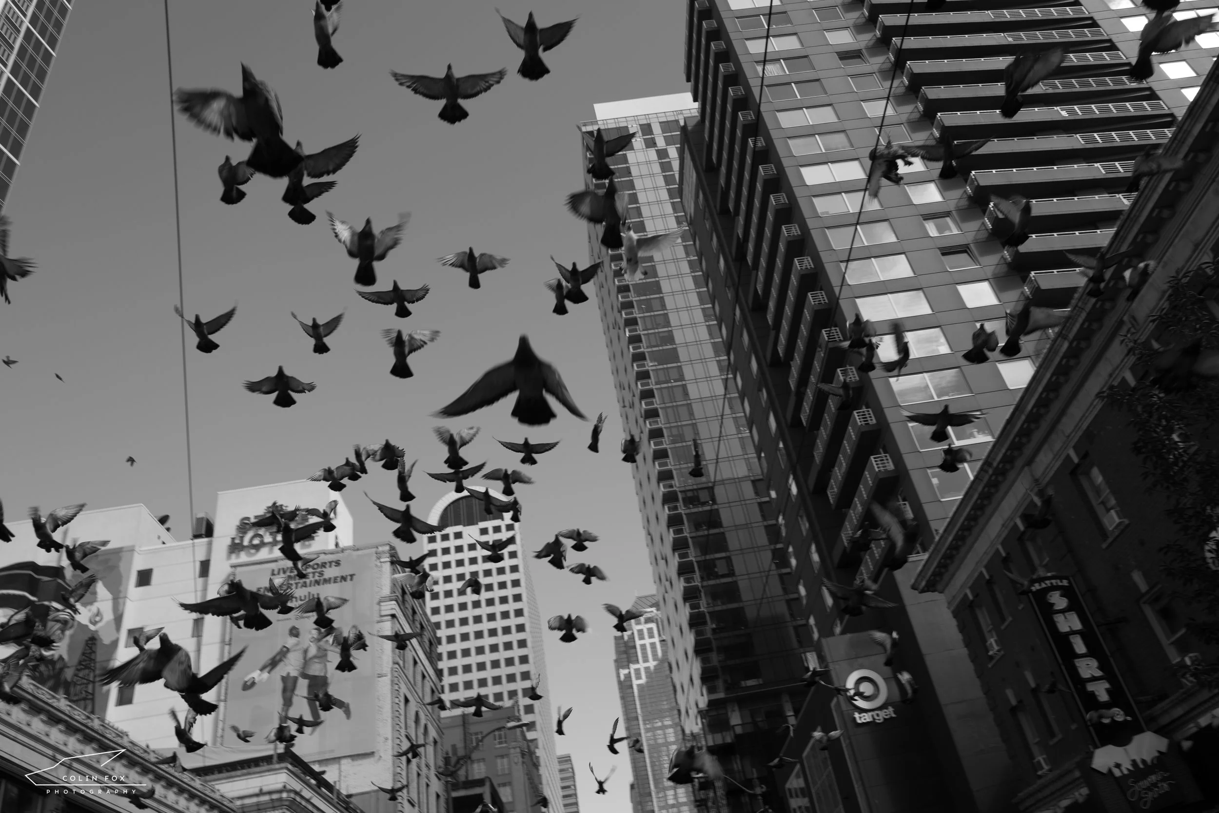 A flock of pigeons flying over city buildings in black and white.