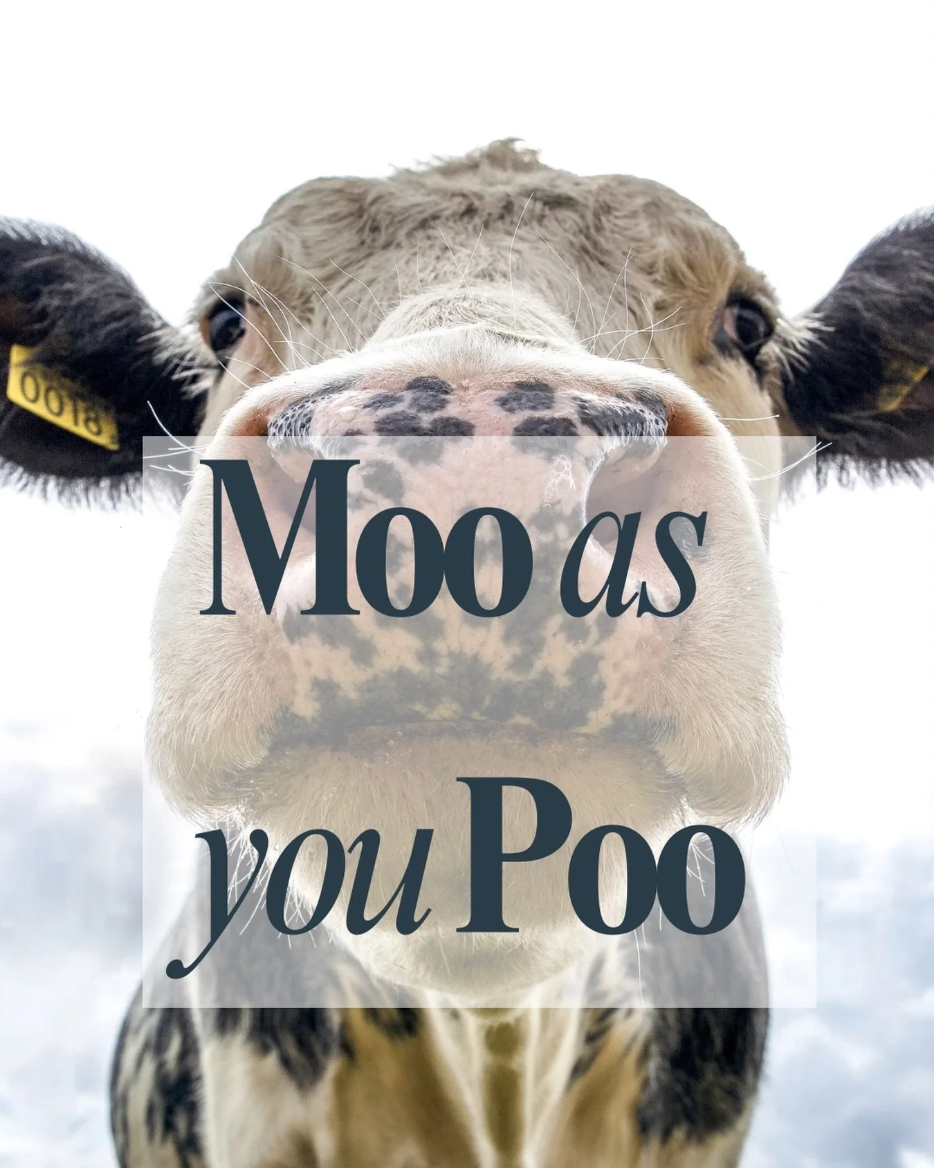 🐄
You may be thinking, &ldquo;what does a cow have to do with your pelvic floor?&rdquo;
 
It may sound silly, but I often tell my patients, &ldquo;Moo as you Poo.&rdquo;

It&rsquo;s an easy way to remember to always exhale as you are having a bowel 