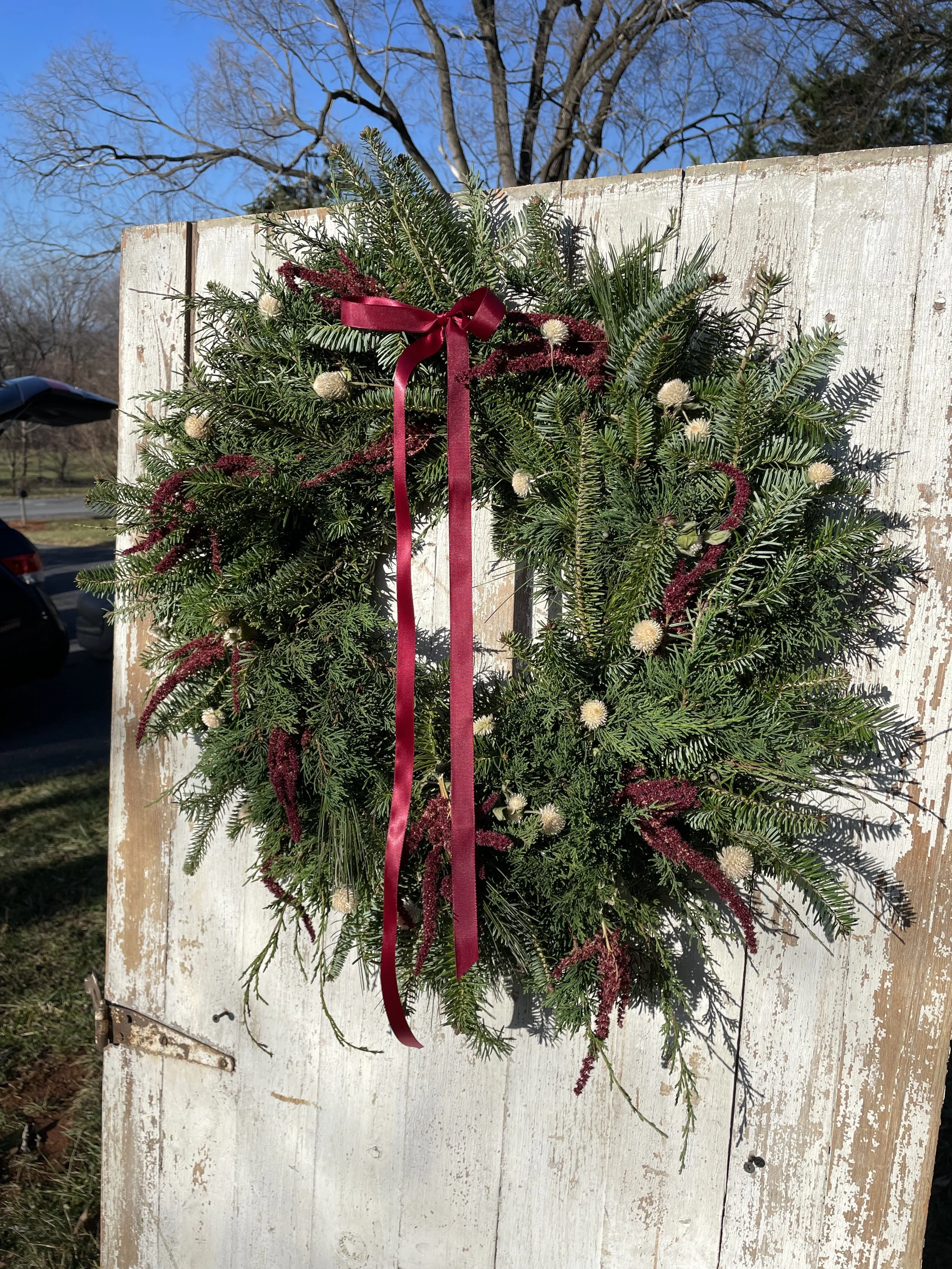 amaranth gomphrena.jpg