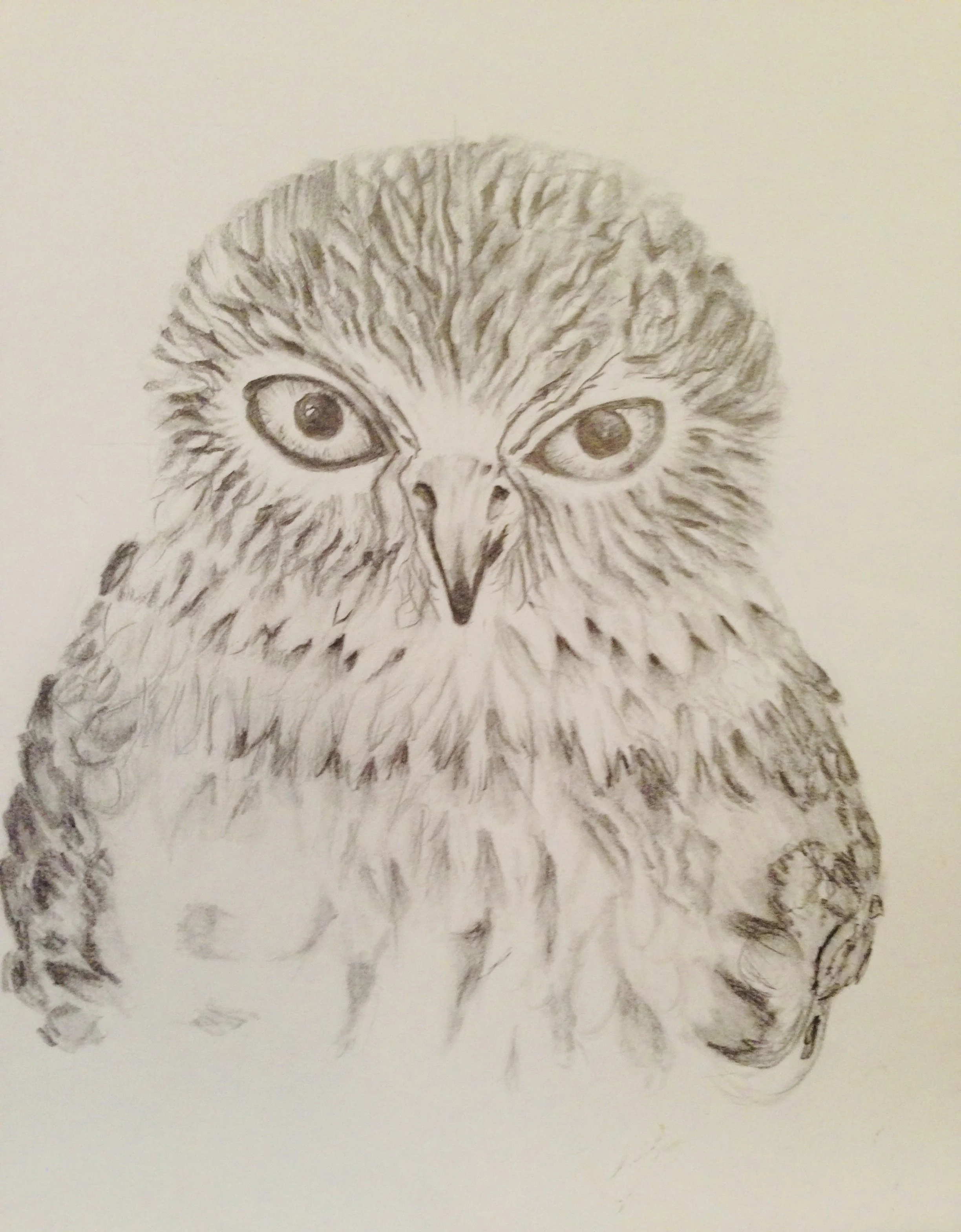 Graphite and coloured pencil