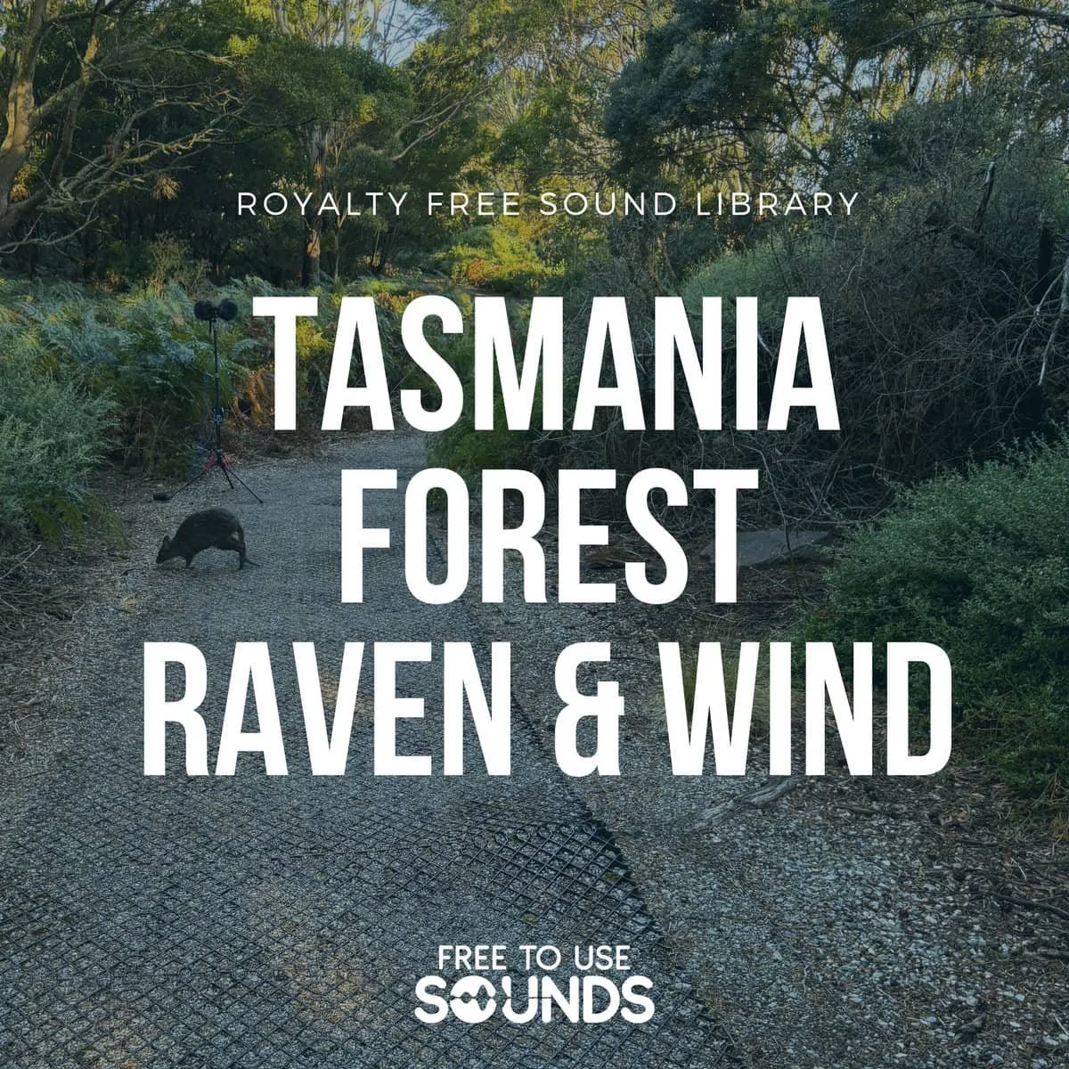Tasmania Forest Raven Calls And Wind Sound Effects