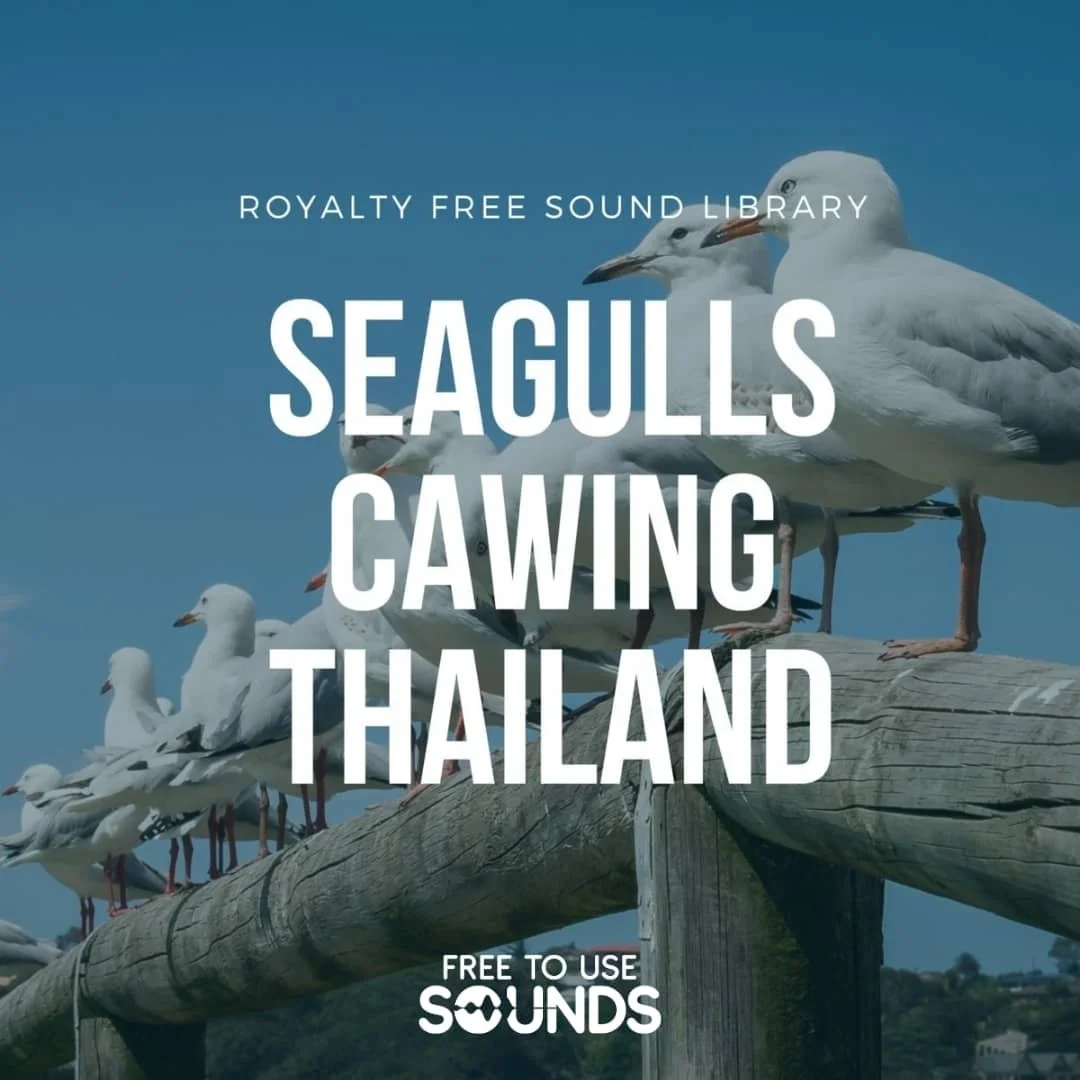 Bangkok Seagulls and Crowd Ambience