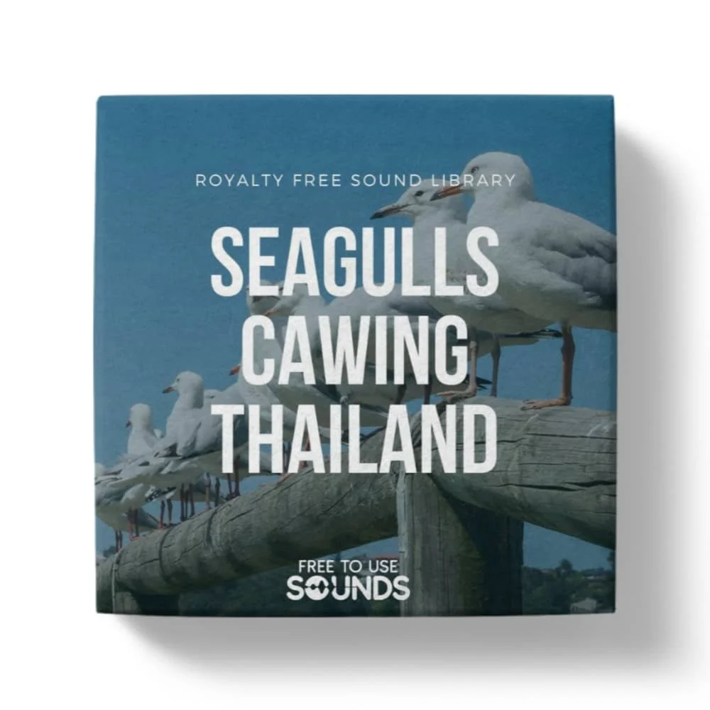 Bangkok Seagulls and Crowd Ambience