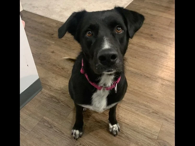 This photo is pretty important to me. It's the one that was on the Big Mutt Network website that Loren and Ellen looked at when they wanted to adopt a dog. I think I look a little goofy in the photo and they thought so, too. But I also looked sweet a