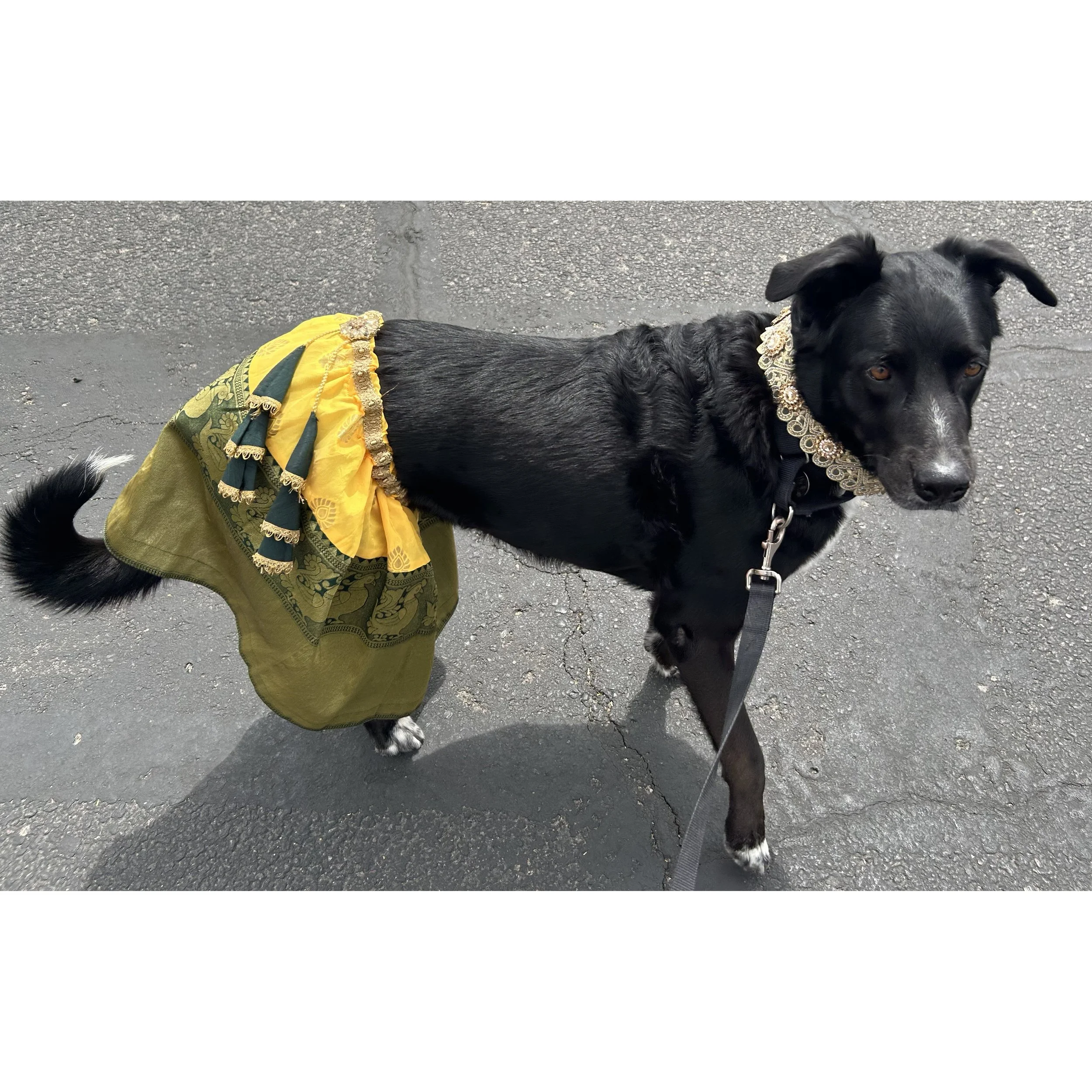 My next change was to an outfit from India. I loved the gold bling on my collar and the tassels on my skirt. I felt very fancy in this and I love how I'm holding my front paw in the photo, like a dancer in India!