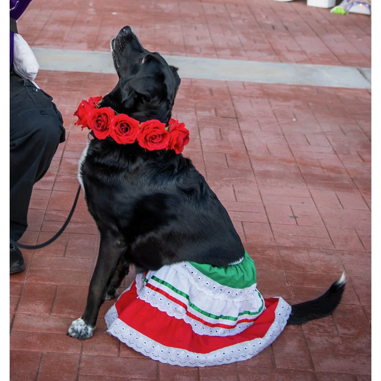 I start in my Folklorico outfit from Mexico. After around 30 minutes, Loren and I ducked into a back room so I could change to a different outfit, from a different country.