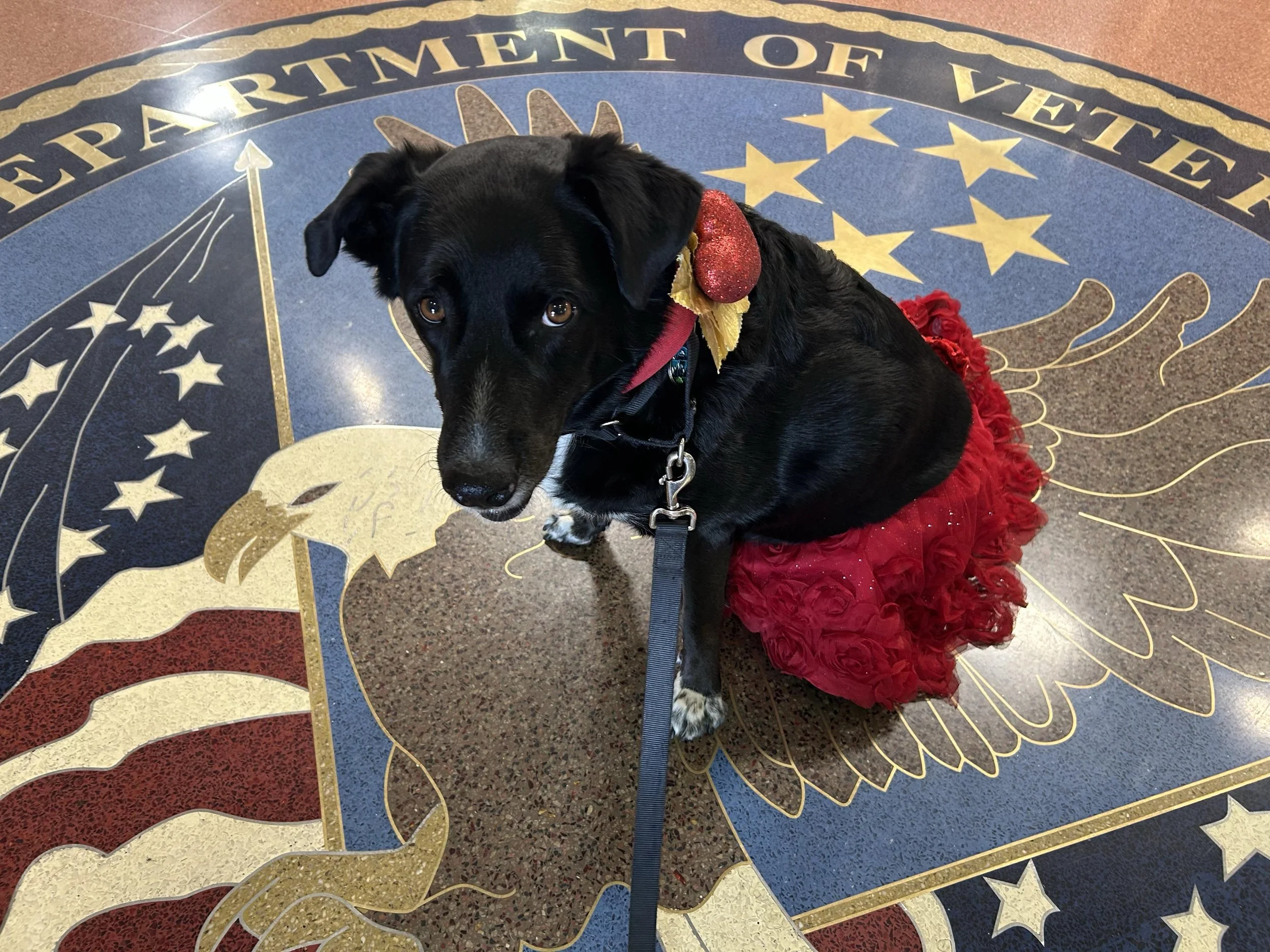 This was a special Valentine's Day thank you celebration at the VA Hospital.