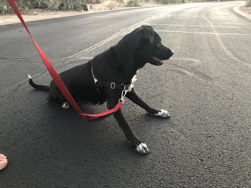 One one of my first walks with Ellen and Loren on a road, out in the country. I was fascinated by how many bunnies there were for me to dream of chasing.
