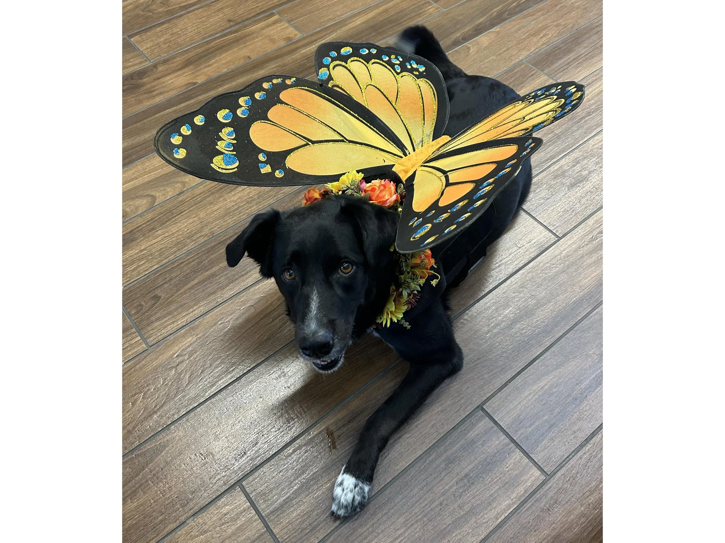 I wore these wings to 4 different hospitals and clinics during the week of Halloween. Loren told people that it was very strange; the night before, when I went to bed, I was a dog, but the next morning, when I woke up, I was a butterfly!