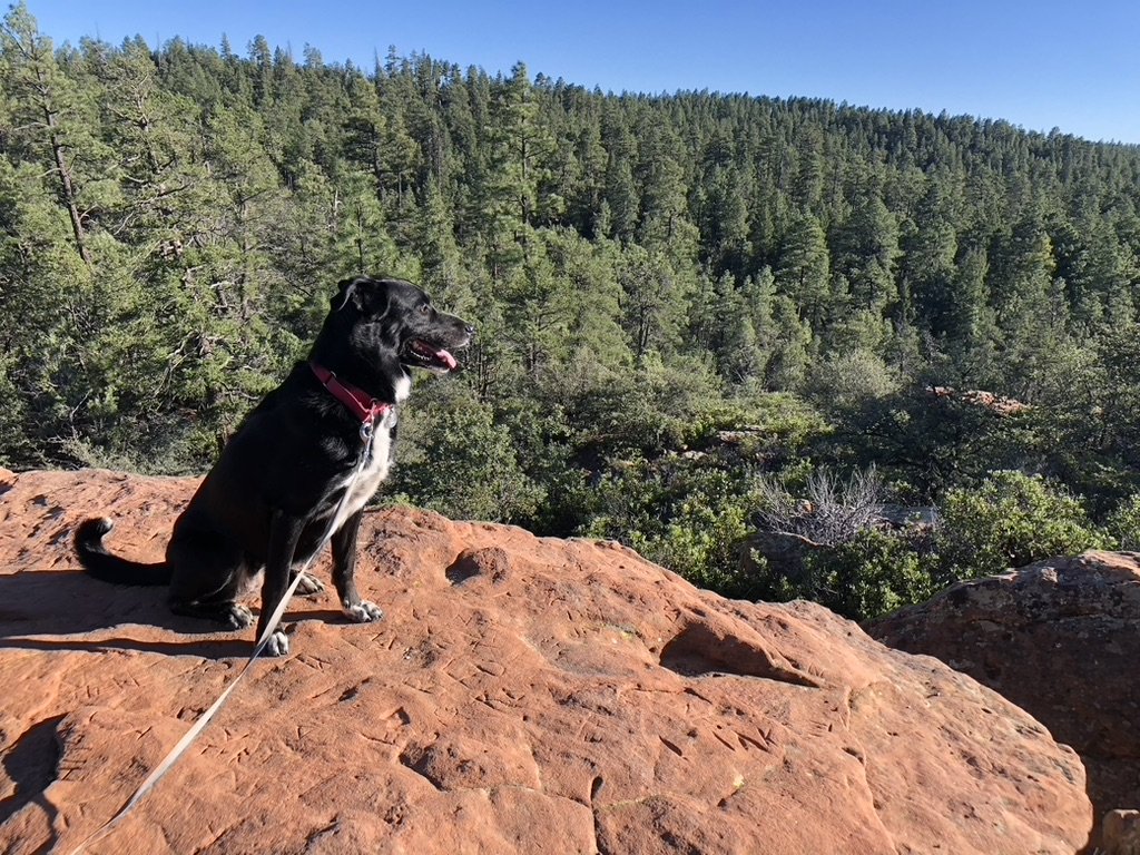 We went on a trip and found out that the largest single area of Pine trees in the world is in Arizona! I'm sitting and looking out over it from a high place.