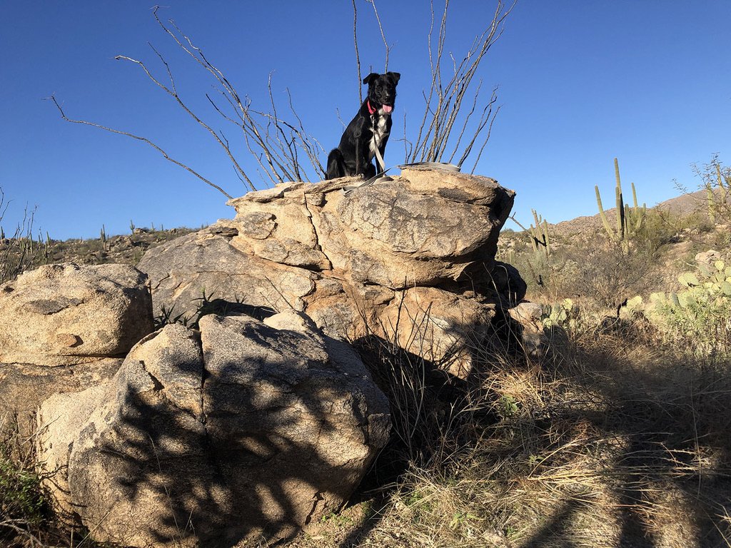 When we're hiking near a big group of rocks, Loren says "Lina, Adventure Dog!" and I climb right up to the top. I look like I'm posing but I'm really checking out all the sights and smells from up there.