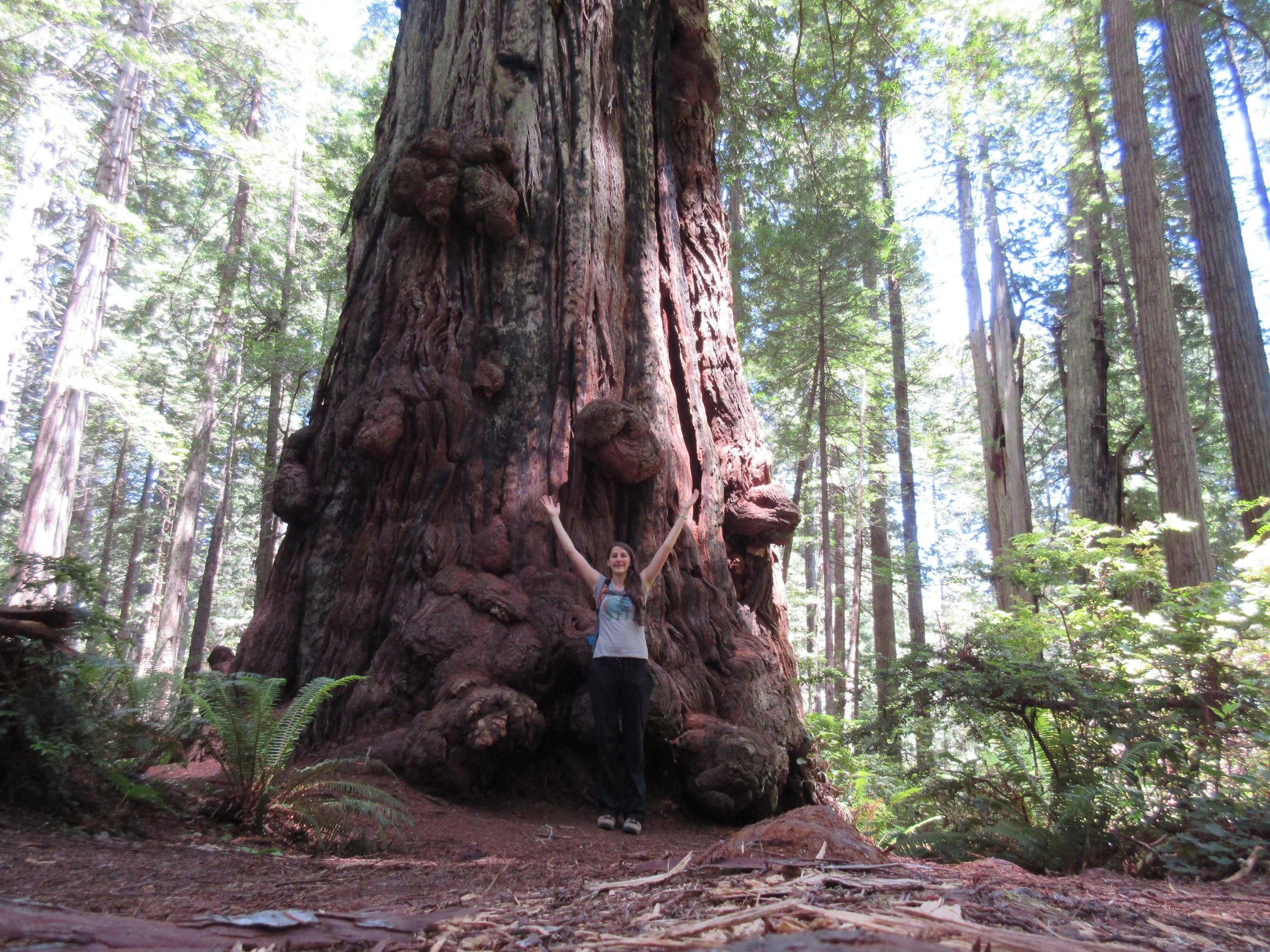 Redwoods National & State Parks